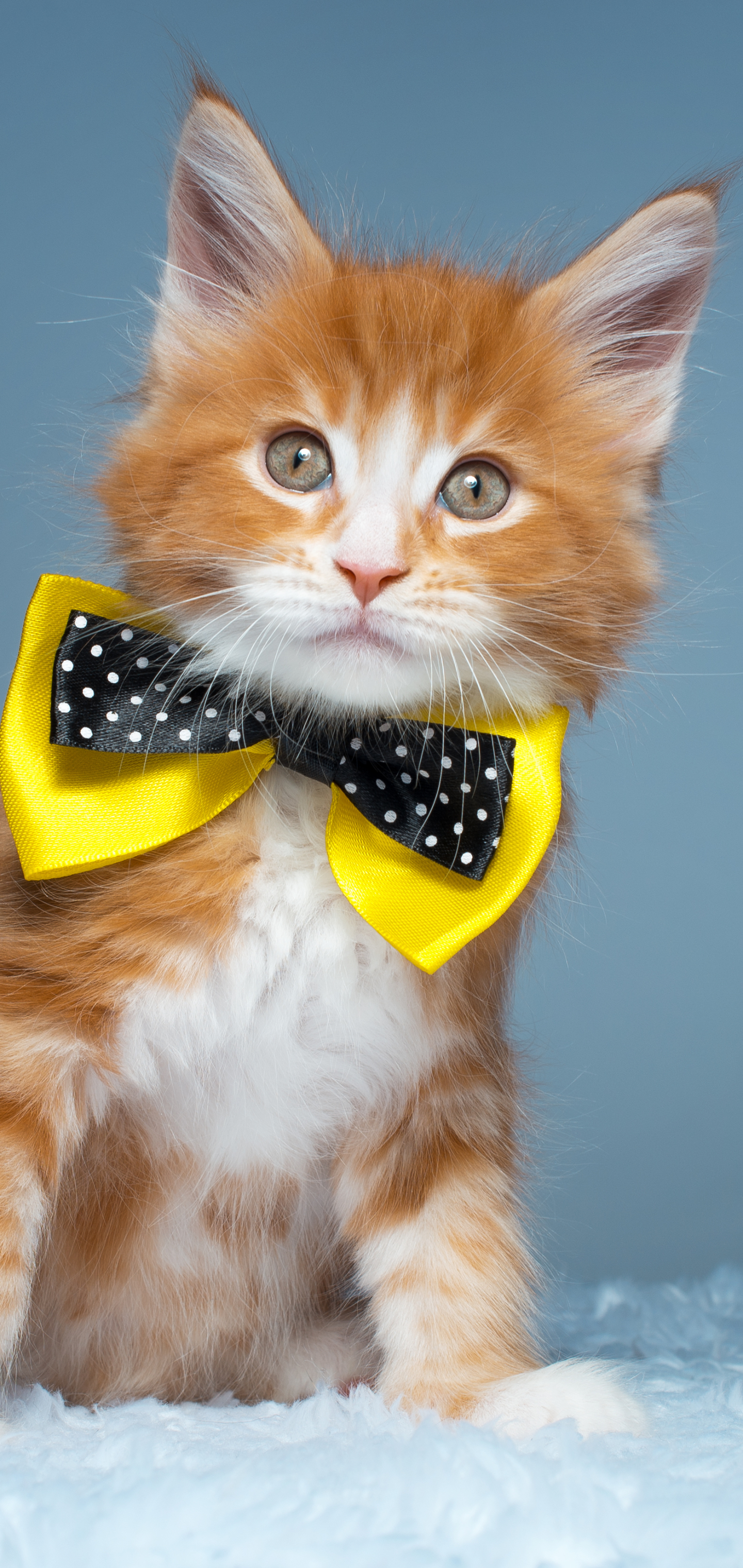 Laden Sie das Tiere, Katzen, Katze, Kätzchen, Amerikanische Waldkatze-Bild kostenlos auf Ihren PC-Desktop herunter
