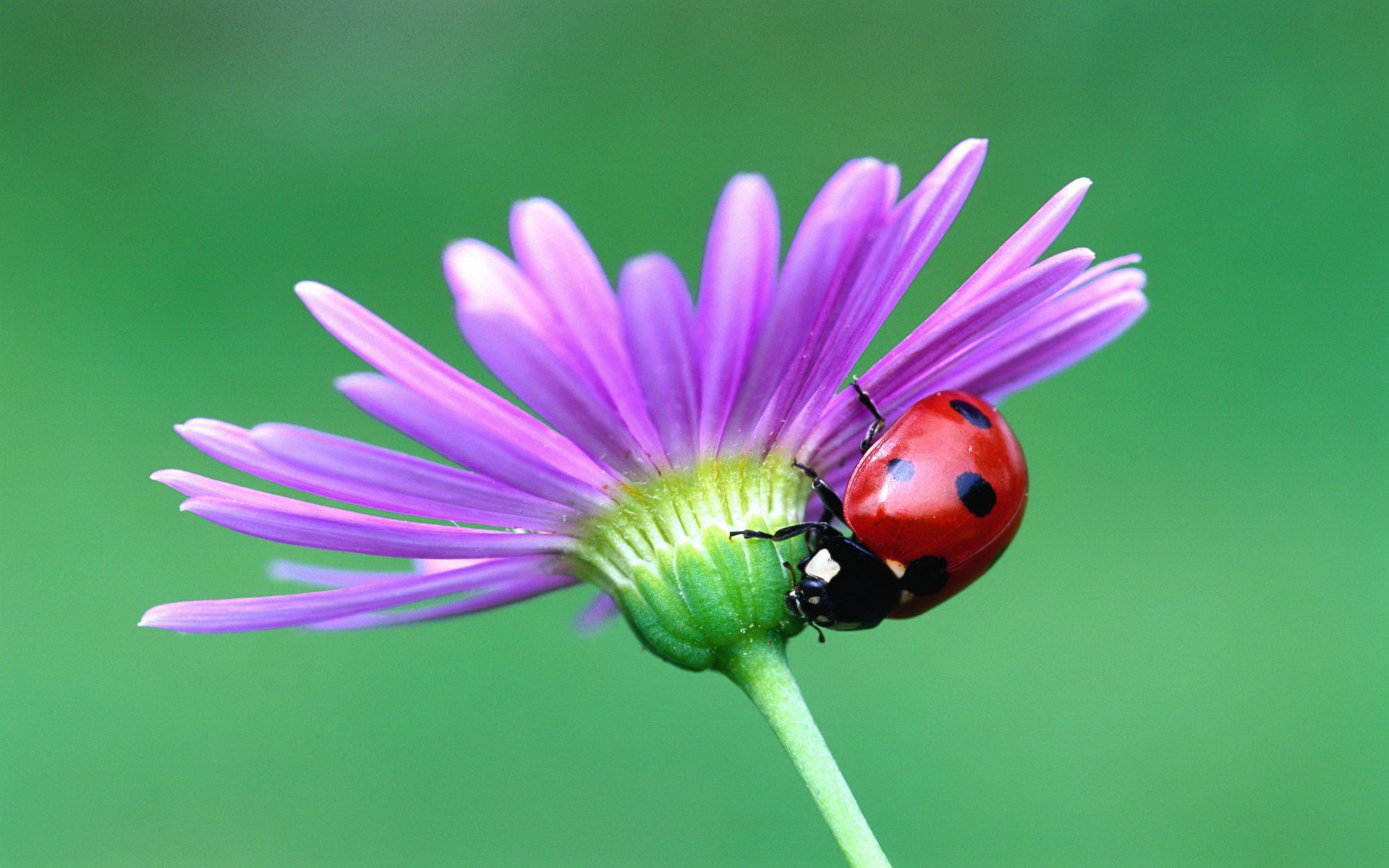 Download mobile wallpaper Animal, Ladybug for free.