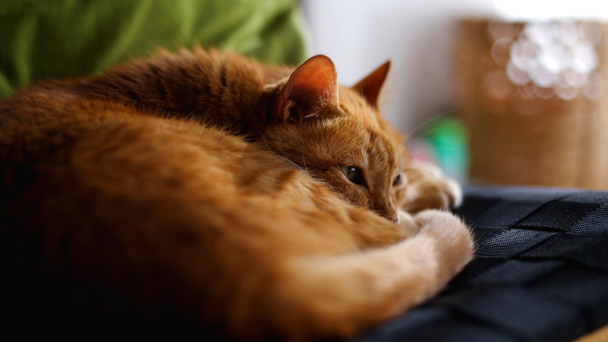 Téléchargez des papiers peints mobile Animaux, Chats, Chat gratuitement.