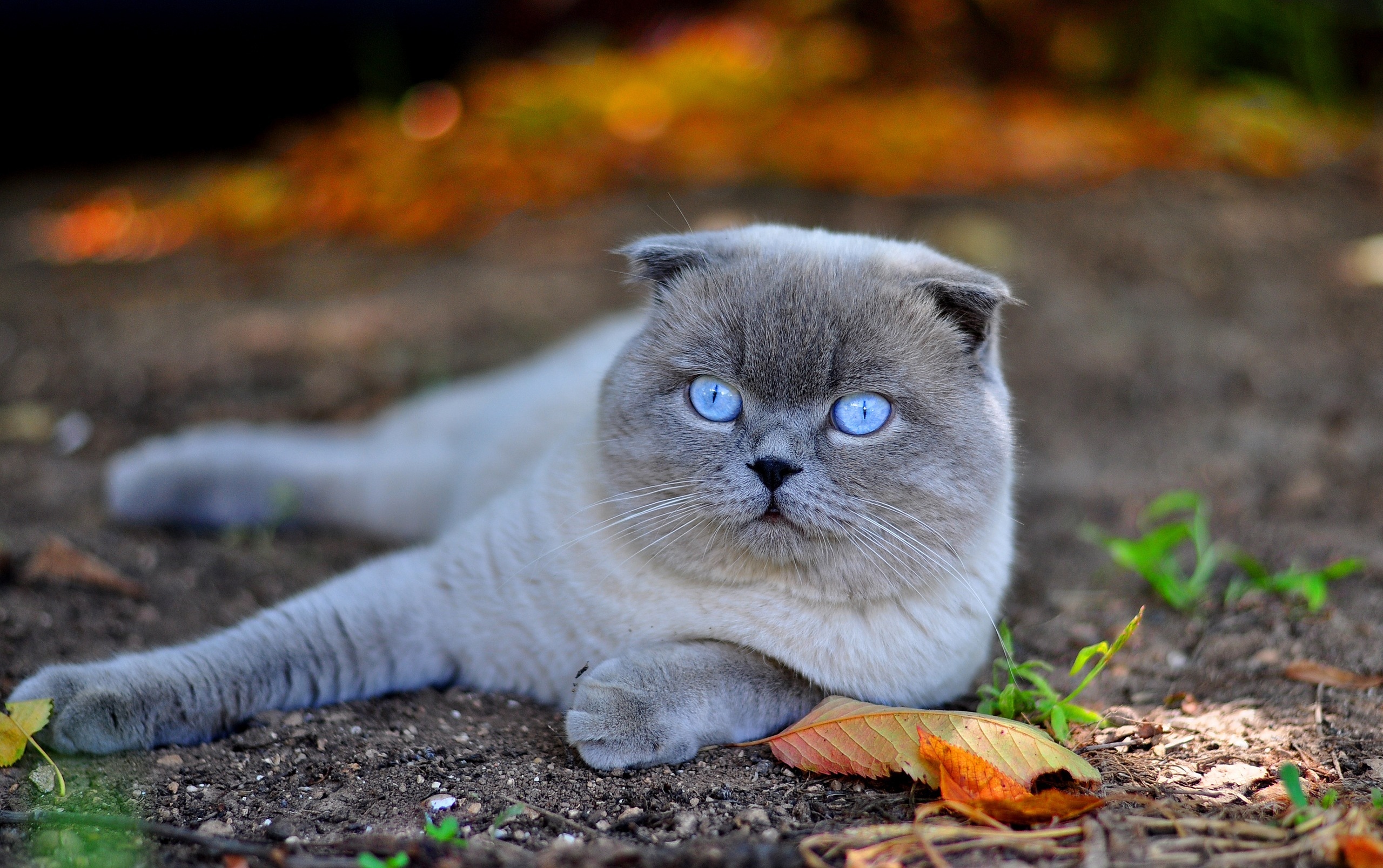 autumn, to lie down, animals, leaves, cat, lie, muzzle, blue eyed