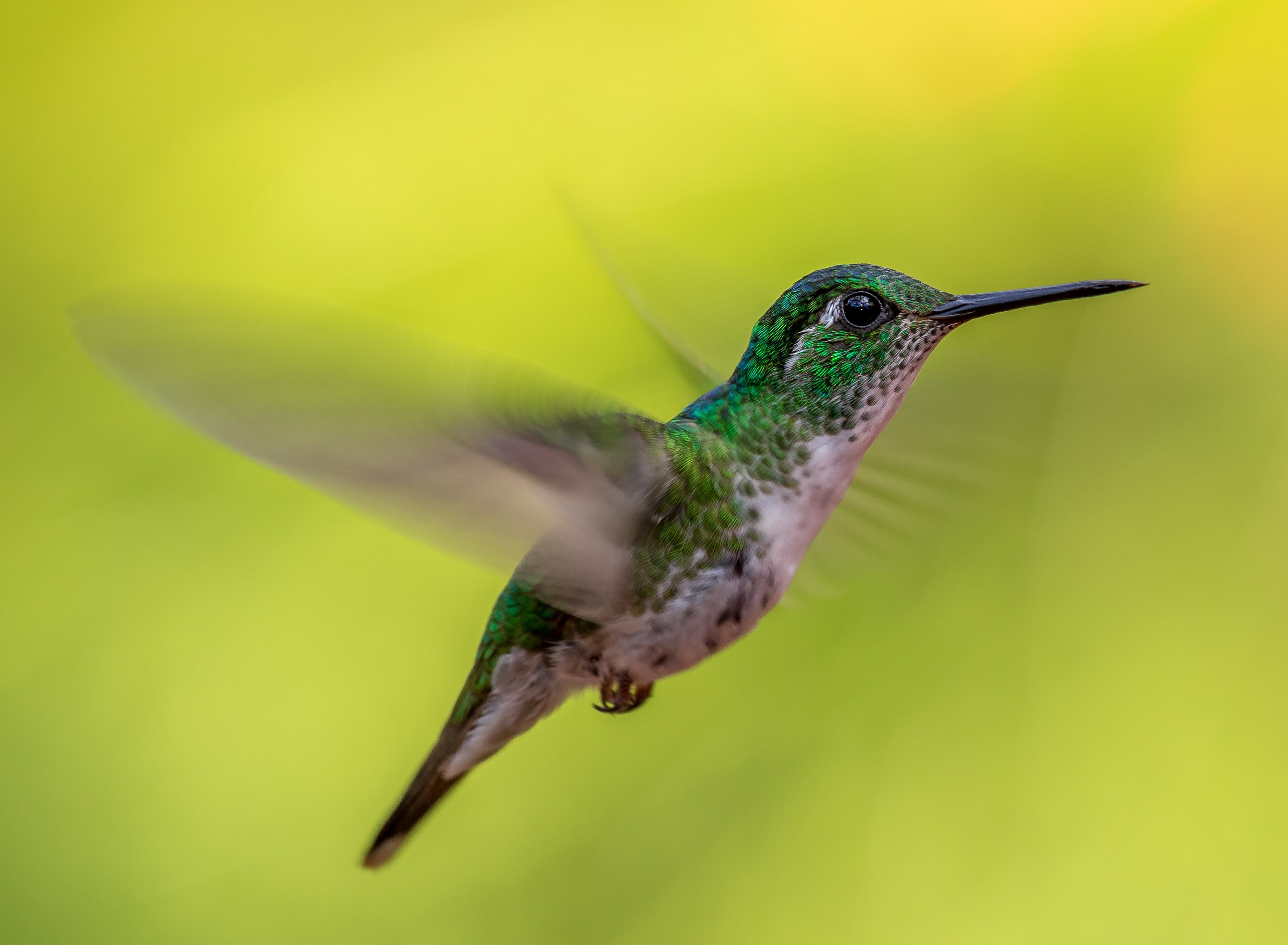 Download mobile wallpaper Birds, Bird, Animal, Hummingbird, Green Crowned Brilliant for free.