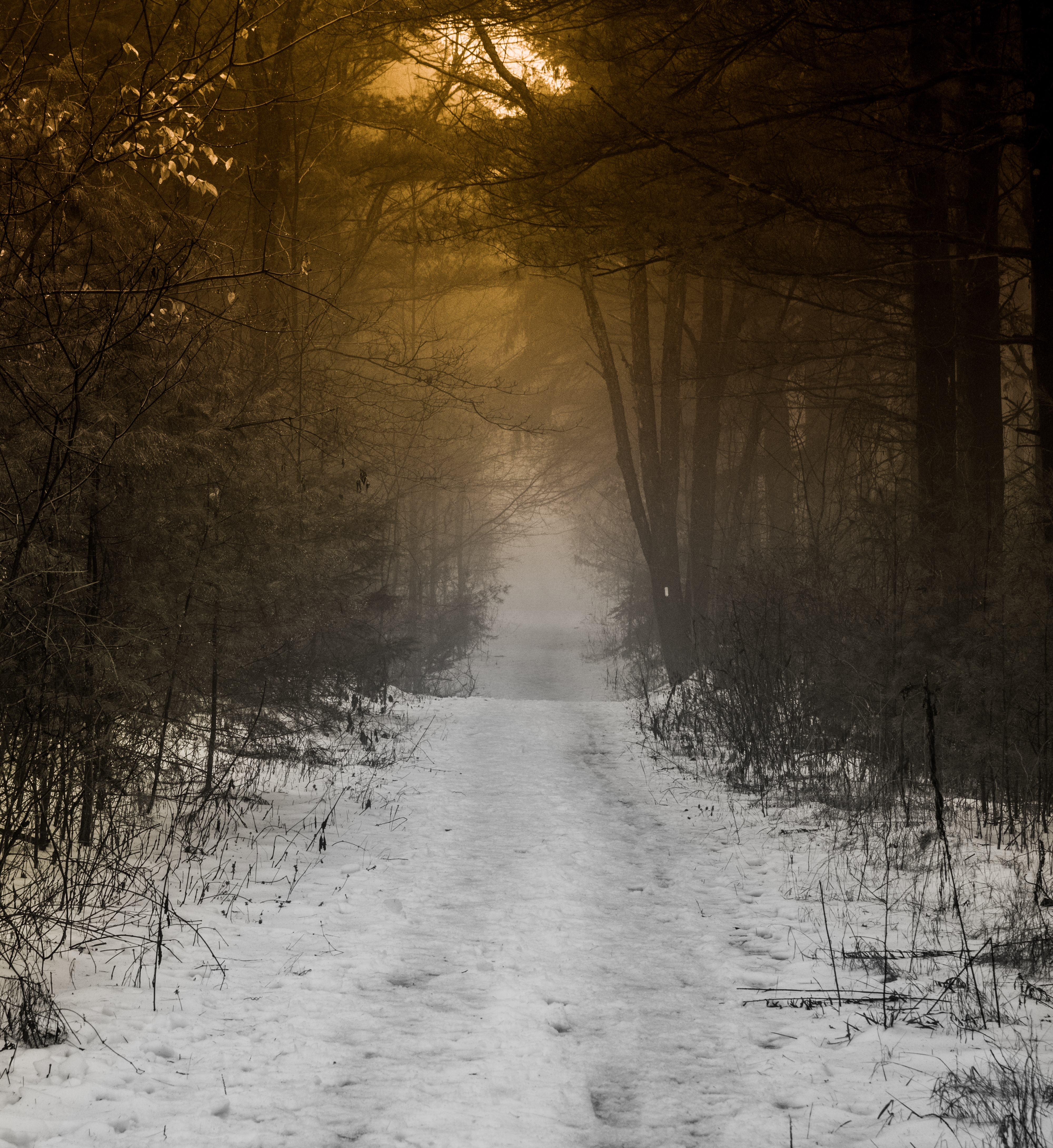 path, nature, snow, forest, fog UHD