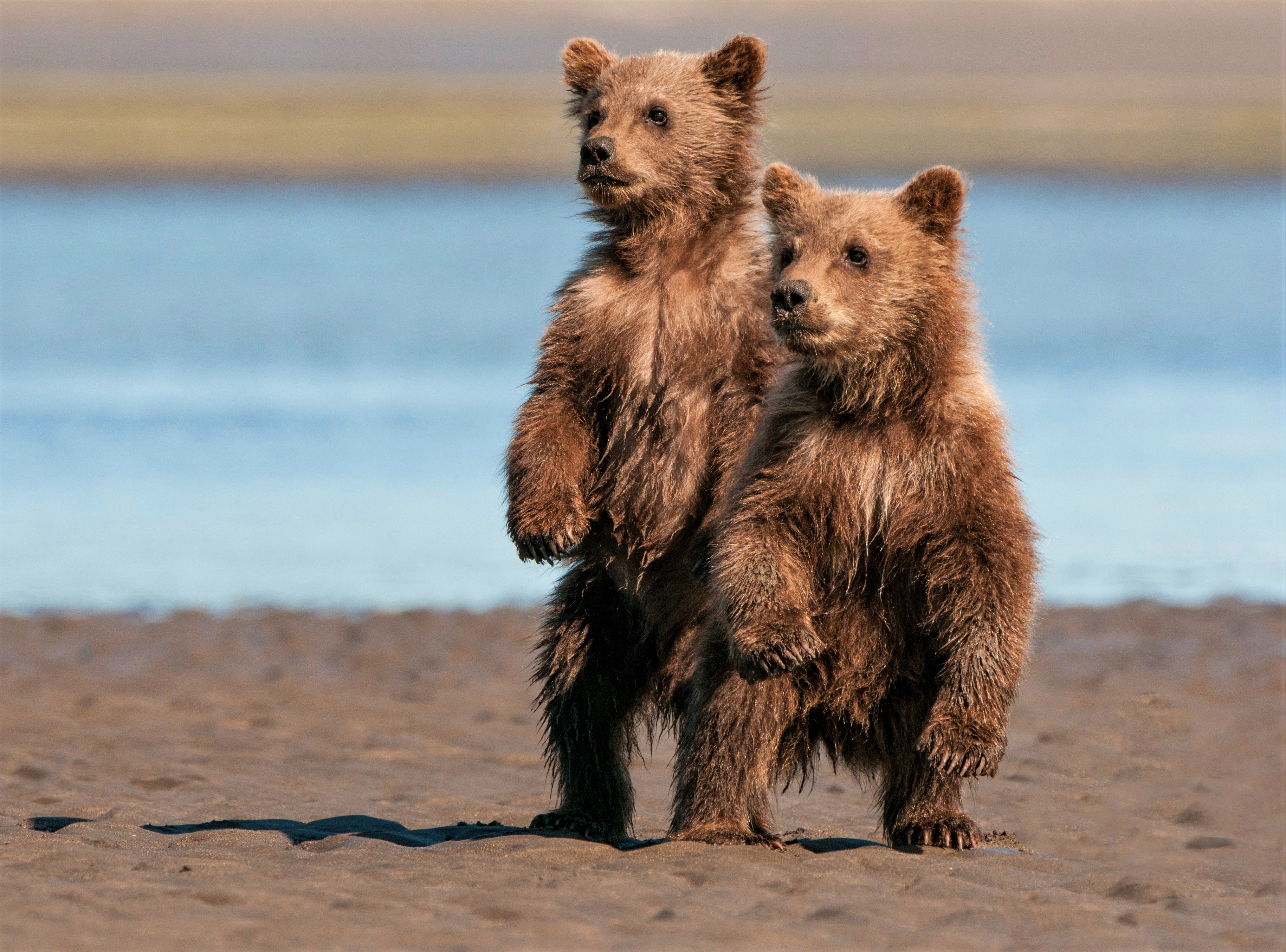 Baixe gratuitamente a imagem Animais, Urso, Ursos, Animal Bebê, Filhote na área de trabalho do seu PC