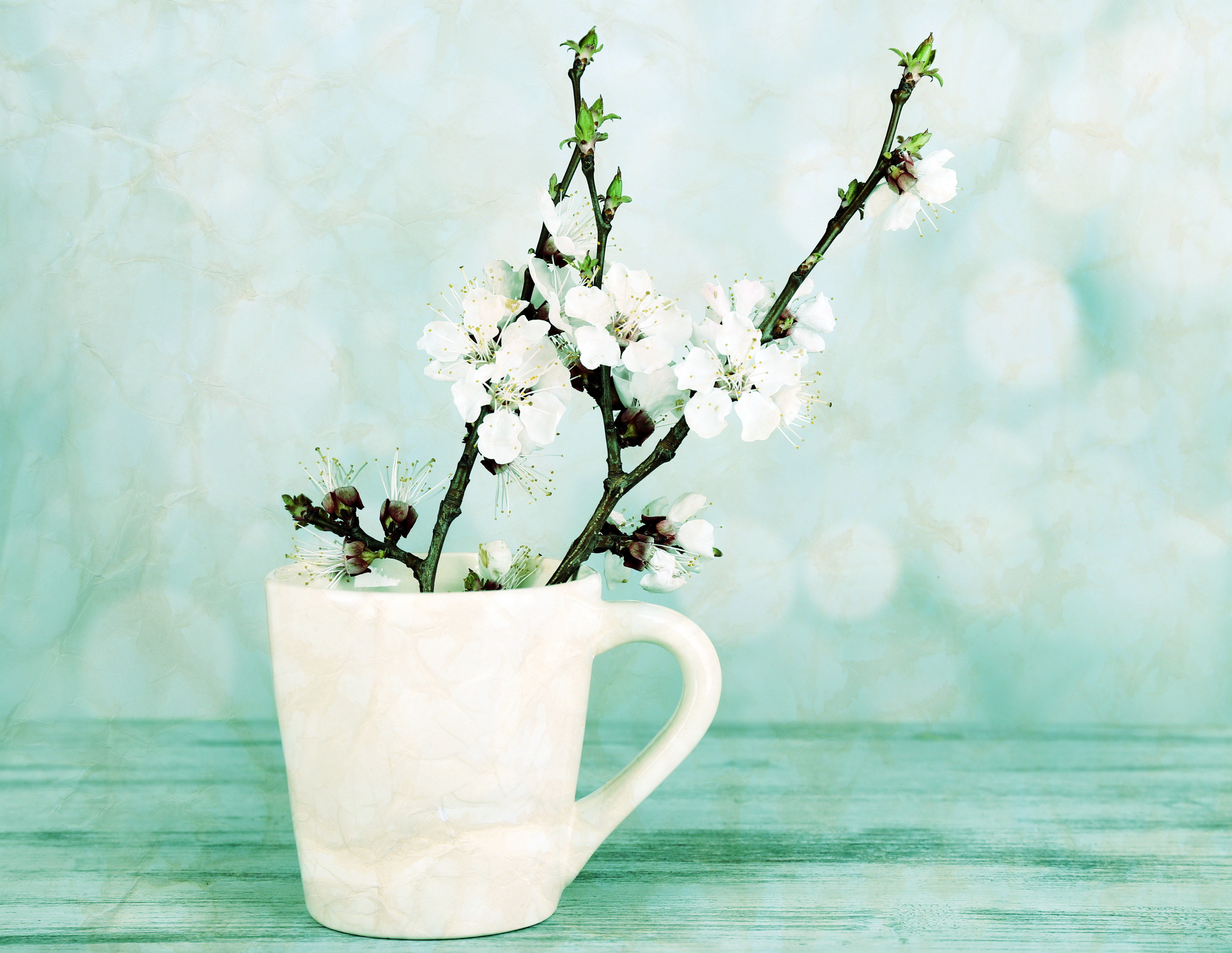 Download mobile wallpaper Still Life, Flower, Cup, Photography, White Flower, Blossom for free.