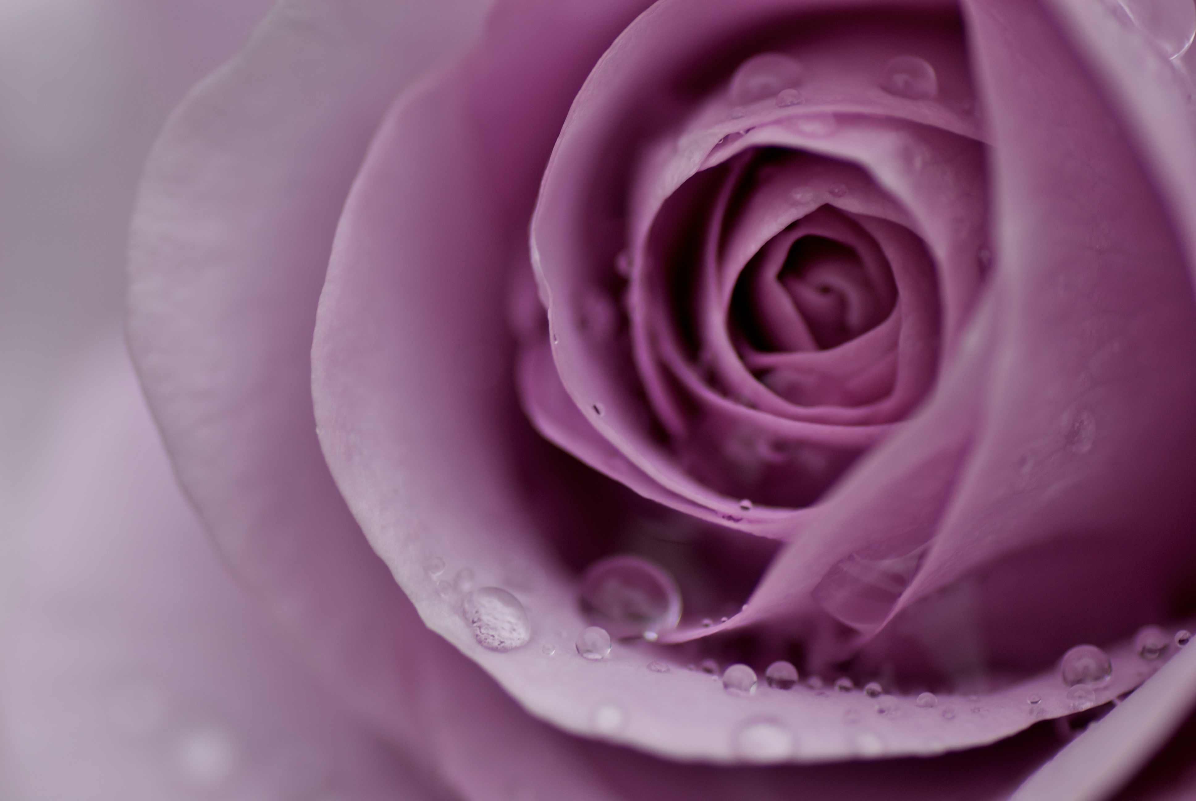 rose flower, drops, flower, macro, rose, petals, tender
