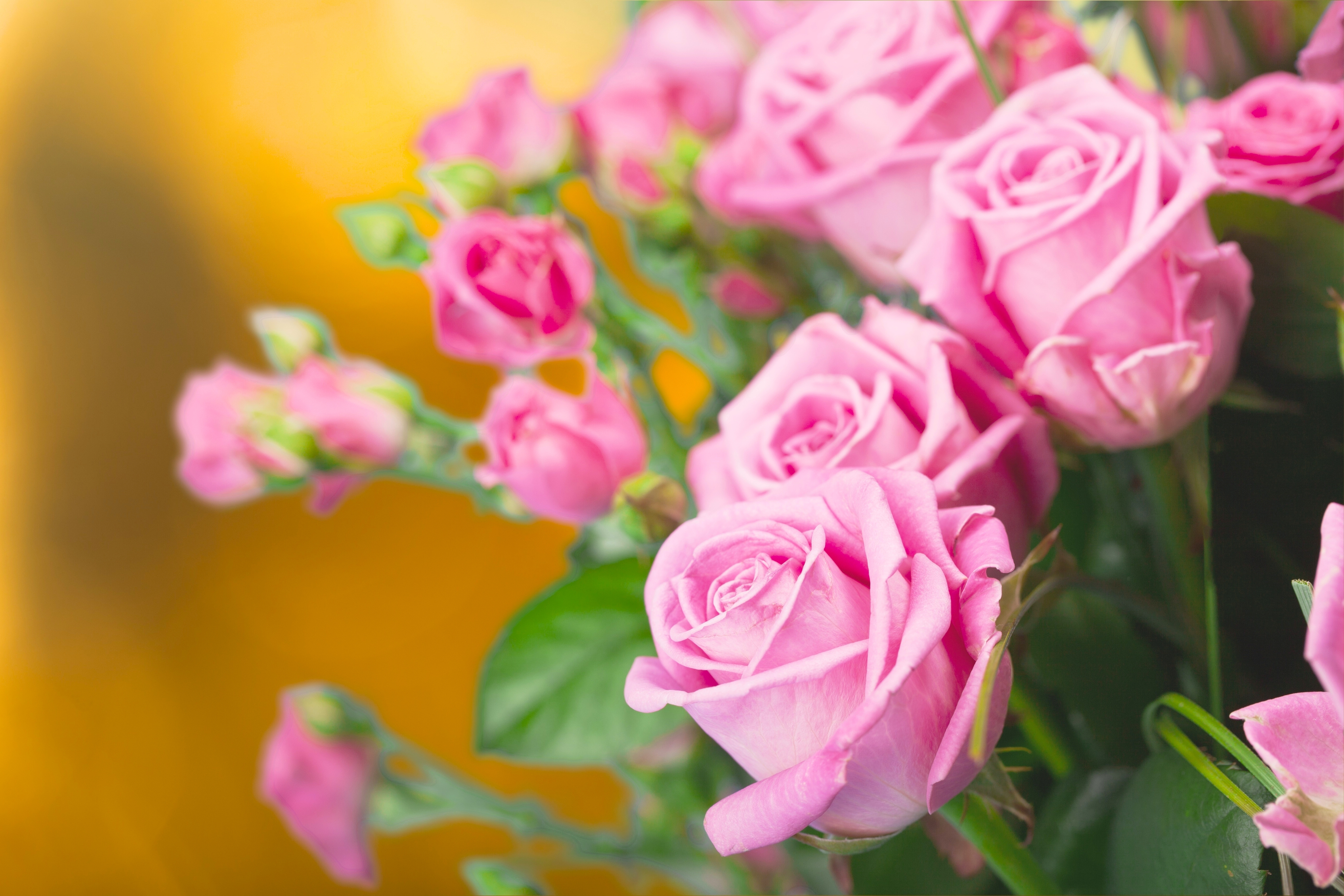 Download mobile wallpaper Flowers, Flower, Rose, Close Up, Earth, Pink Flower for free.