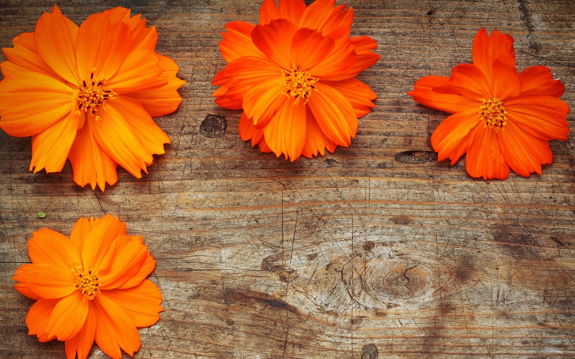 Free download wallpaper Still Life, Flower, Wood, Photography on your PC desktop