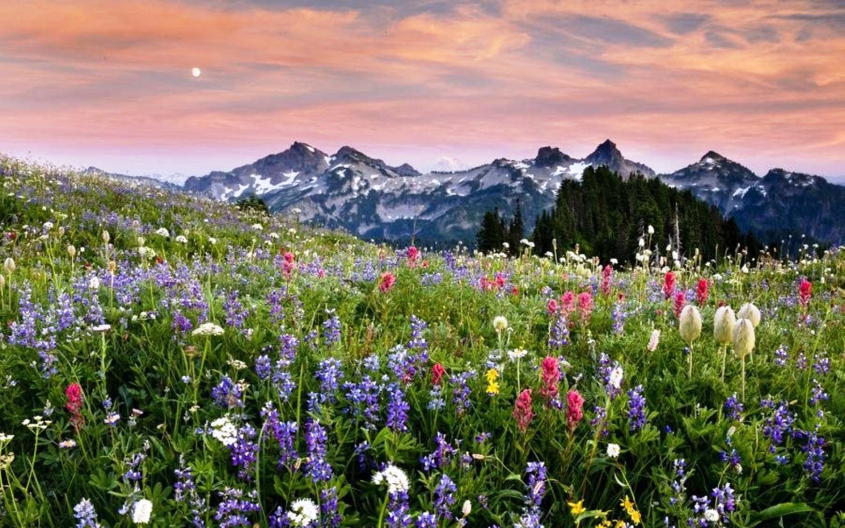 Скачать картинку Пейзаж, Горы, Цветы в телефон бесплатно.