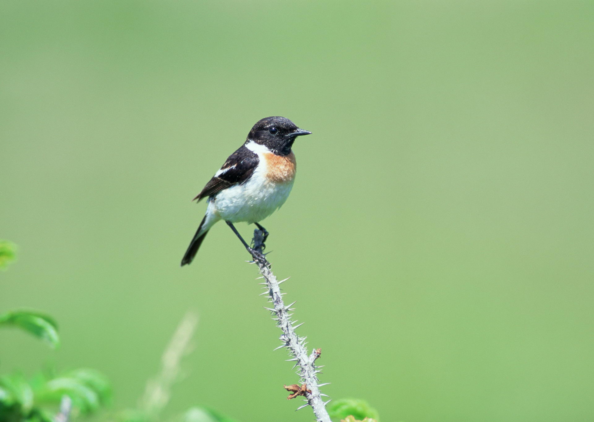 Baixe gratuitamente a imagem Pássaro, Aves, Animais na área de trabalho do seu PC