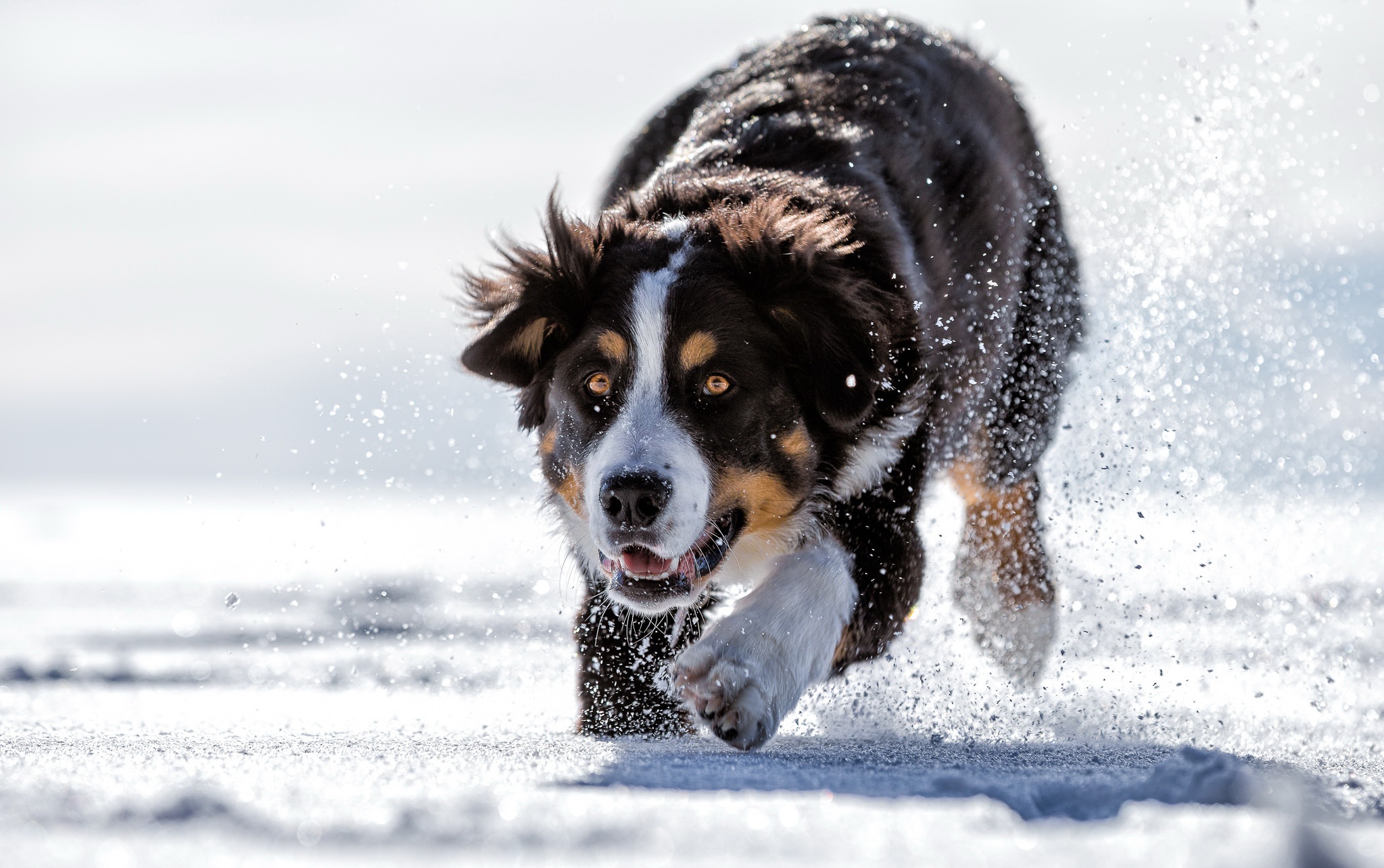 Laden Sie das Tiere, Hunde, Schnee, Hund, Berner Sennenhund, Sennenhund-Bild kostenlos auf Ihren PC-Desktop herunter