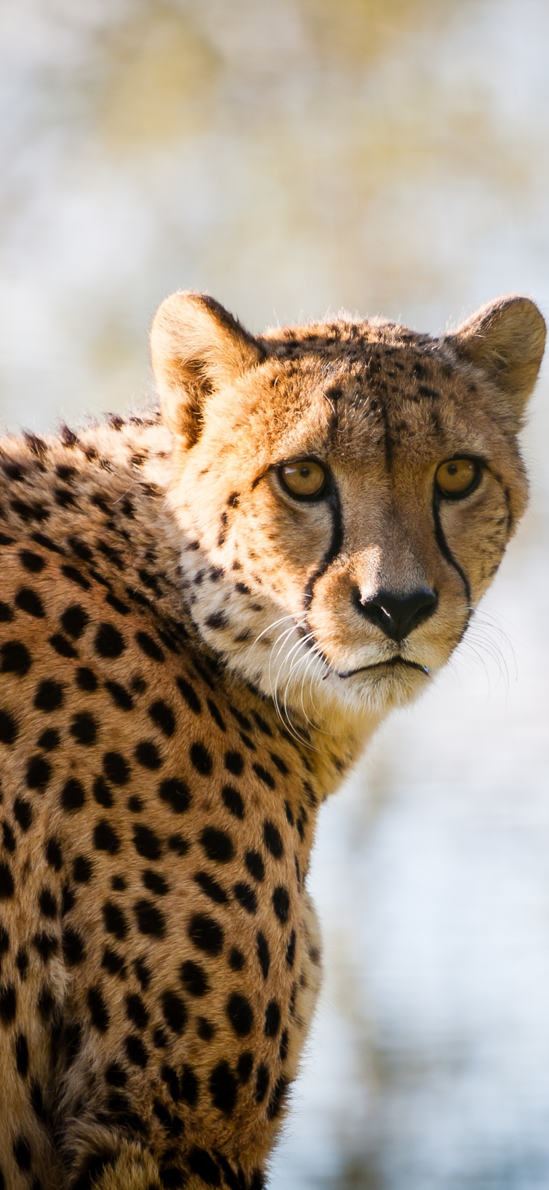 Download mobile wallpaper Cats, Cheetah, Animal, Bokeh for free.