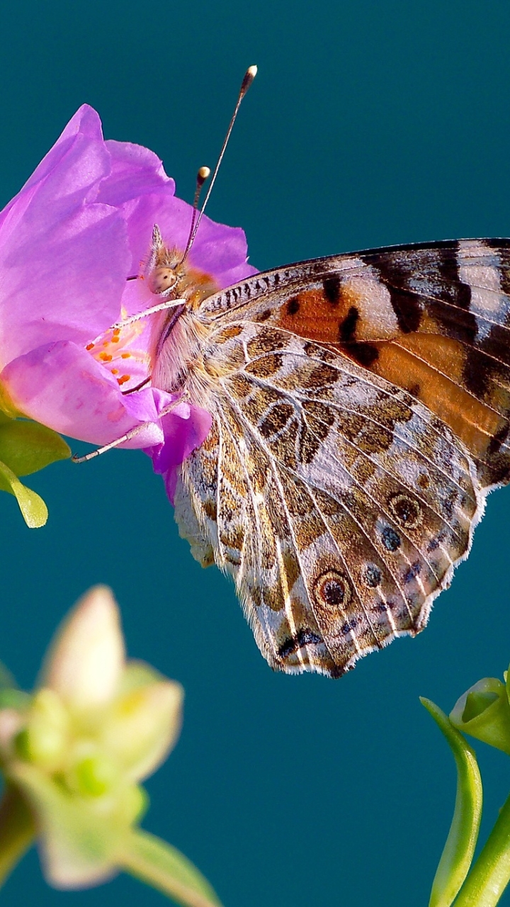 Handy-Wallpaper Tiere, Schmetterlinge, Blume, Makro, Insekt, Pinke Blume kostenlos herunterladen.