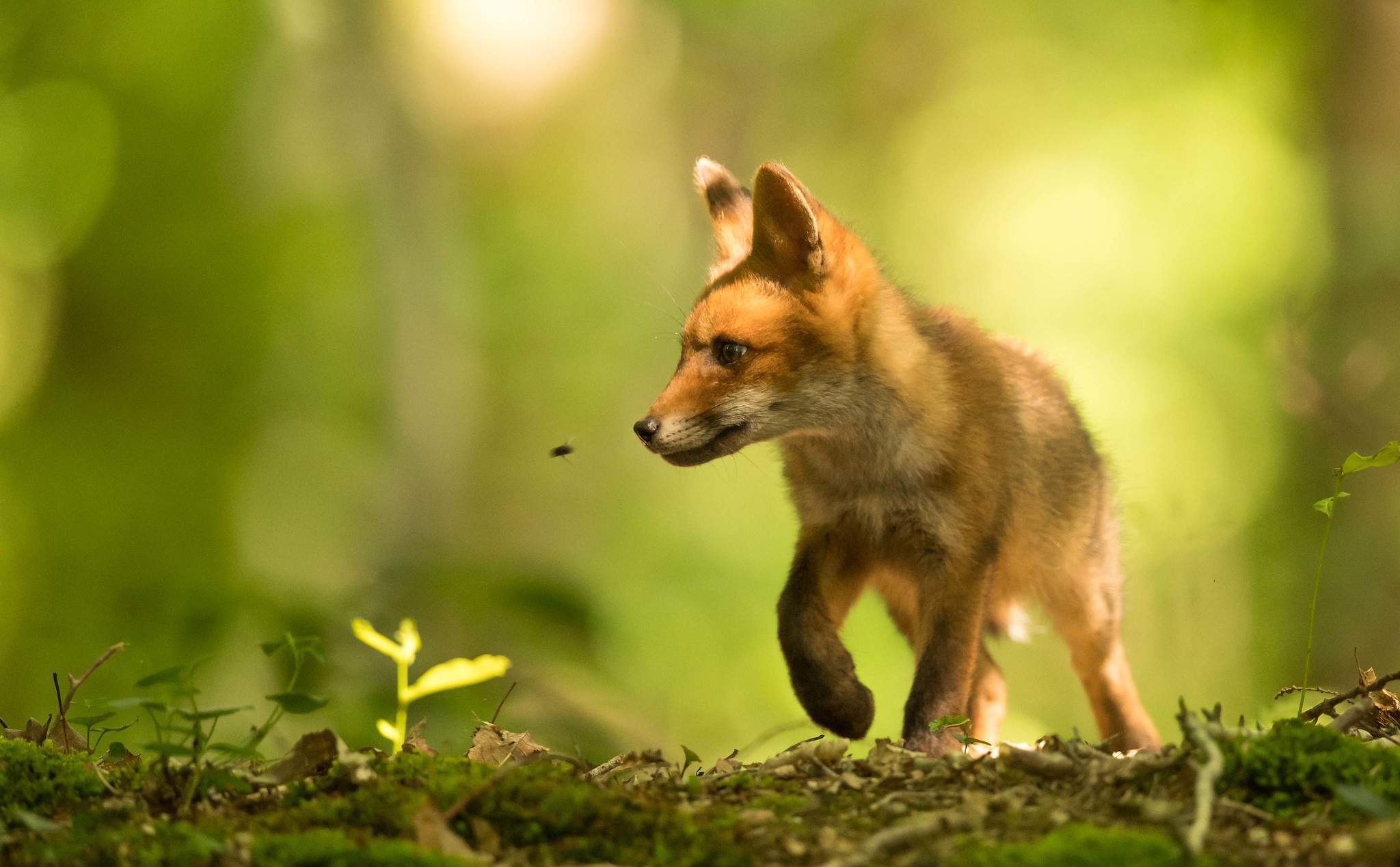 Download mobile wallpaper Fox, Animal, Baby Animal, Cub for free.