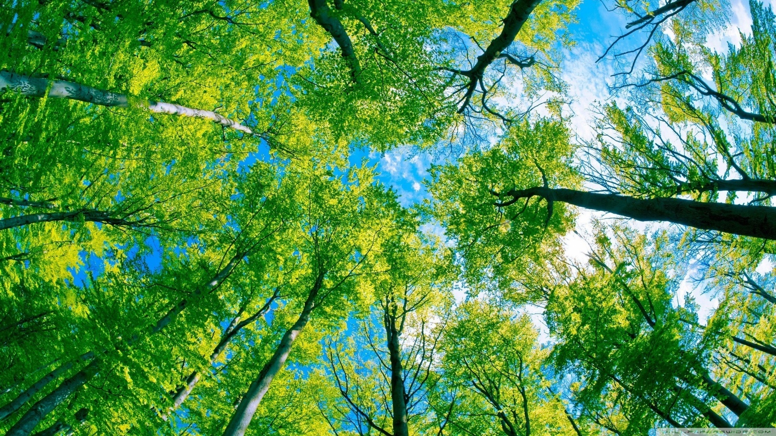 Baixe gratuitamente a imagem Paisagem, Árvores, Céu na área de trabalho do seu PC