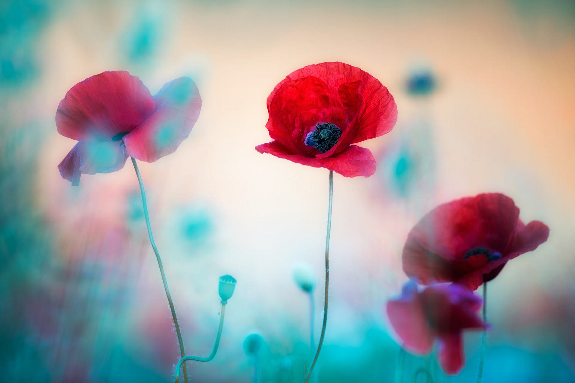 Free download wallpaper Nature, Flowers, Flower, Close Up, Earth, Poppy, Red Flower on your PC desktop