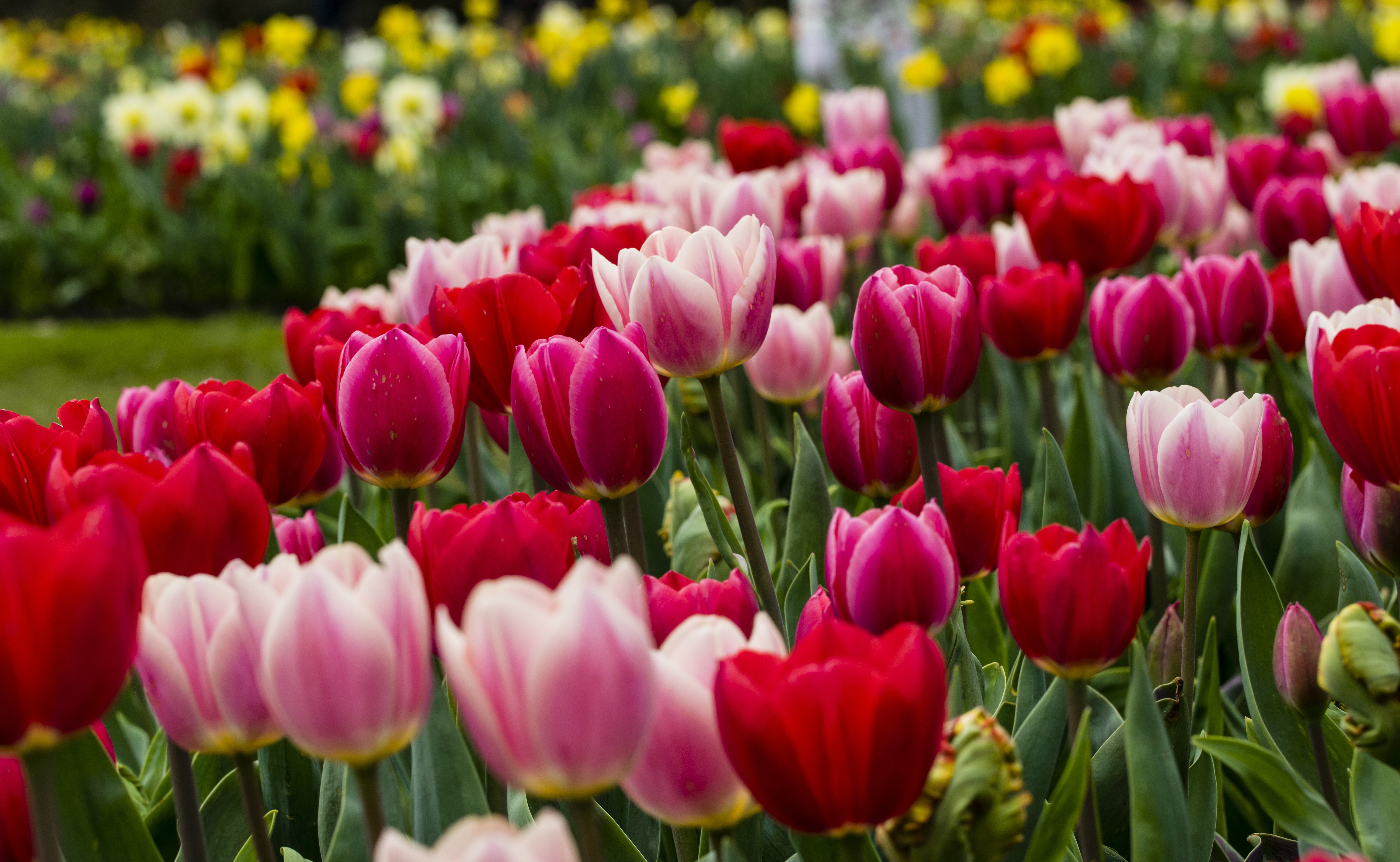 Téléchargez des papiers peints mobile Fleurs, Fleur, Tulipe, Fleur Rouge, La Nature, Terre/nature, Fleur Rose gratuitement.