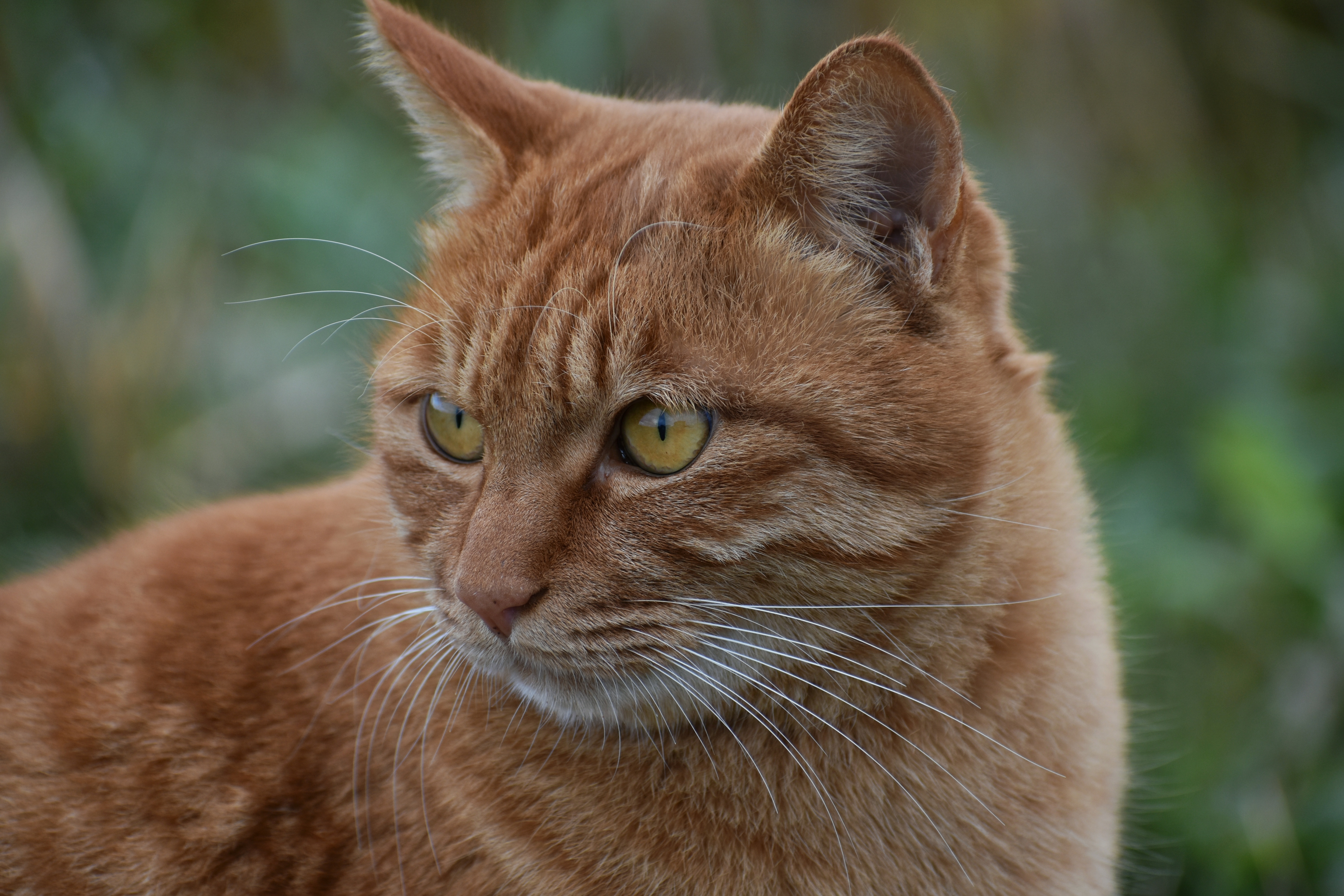 Descarga gratuita de fondo de pantalla para móvil de Animales, Gatos, Gato.