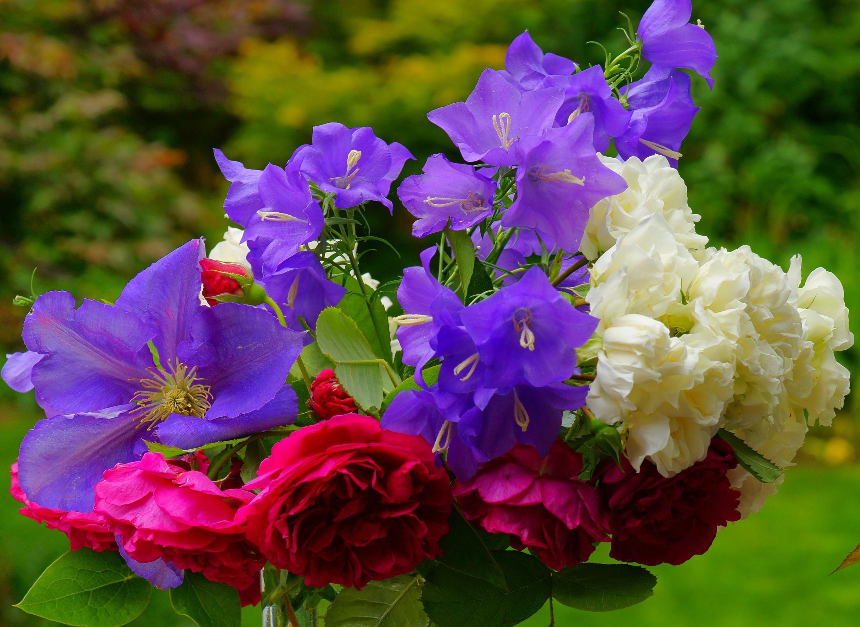 147936 Hintergrundbild herunterladen bouquet, roses, blumen, glockenblumen, unschärfe, glatt, strauß, klematis, clematis - Bildschirmschoner und Bilder kostenlos