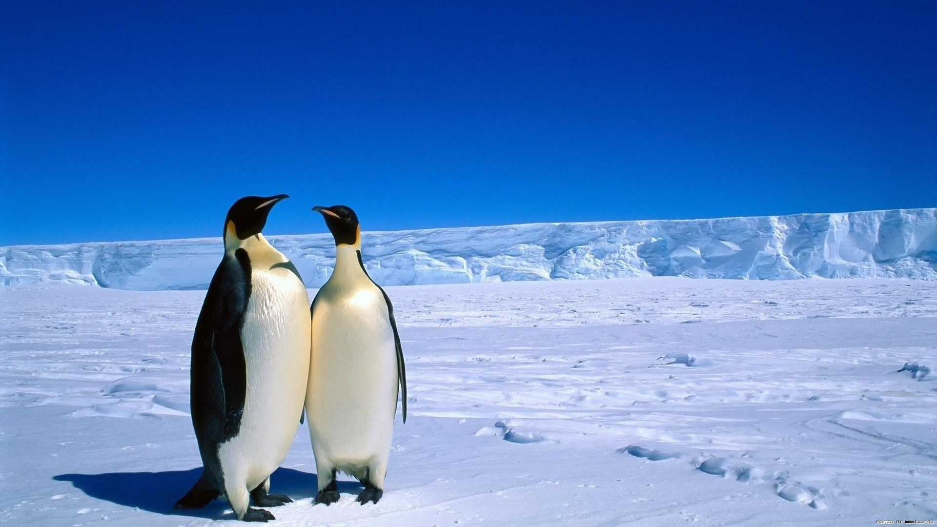 Скачати мобільні шпалери Пінгвіни, Тварини, Пейзаж безкоштовно.