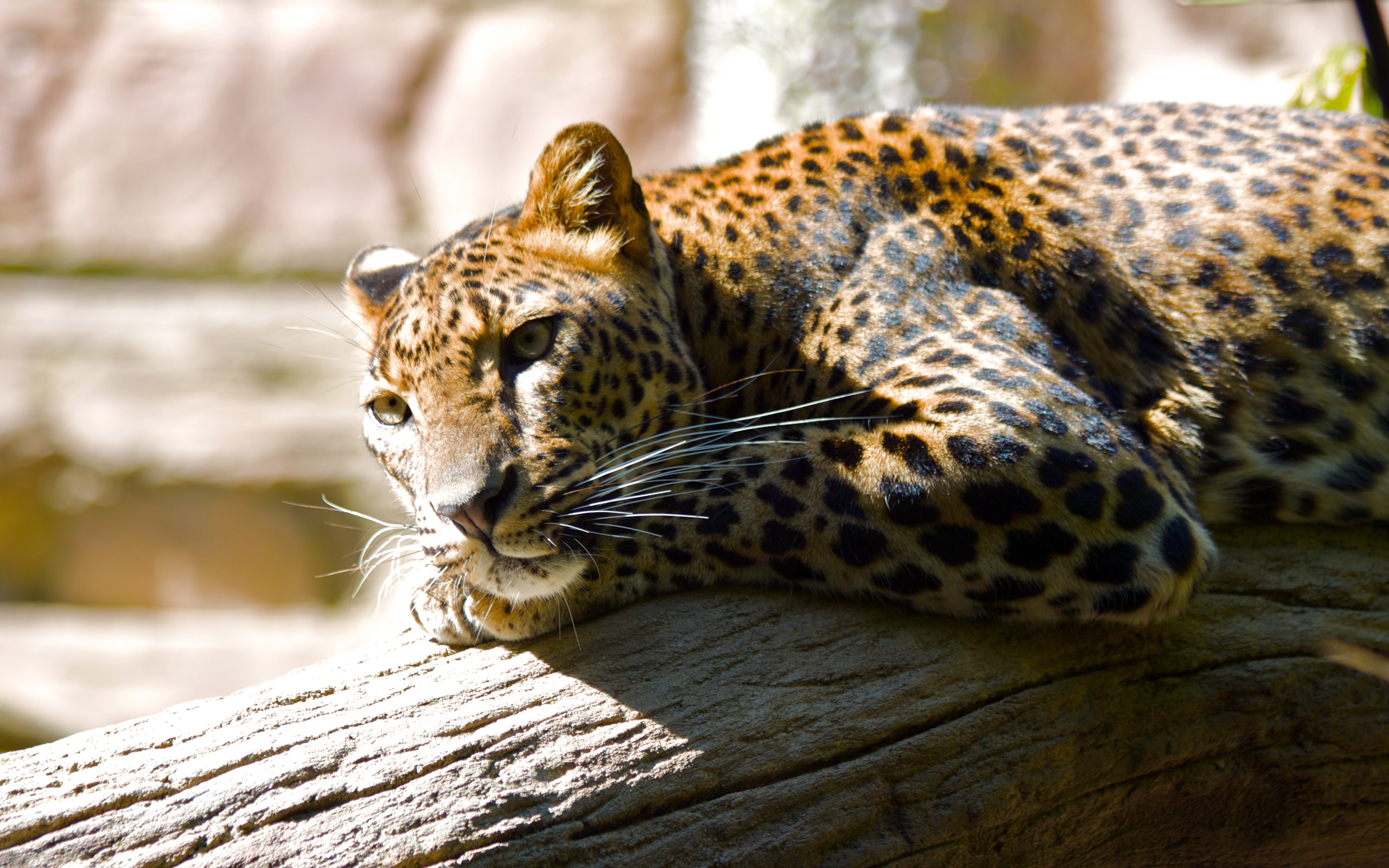 172653 Hintergrundbild herunterladen tiere, jaguar, leopard, katzen - Bildschirmschoner und Bilder kostenlos