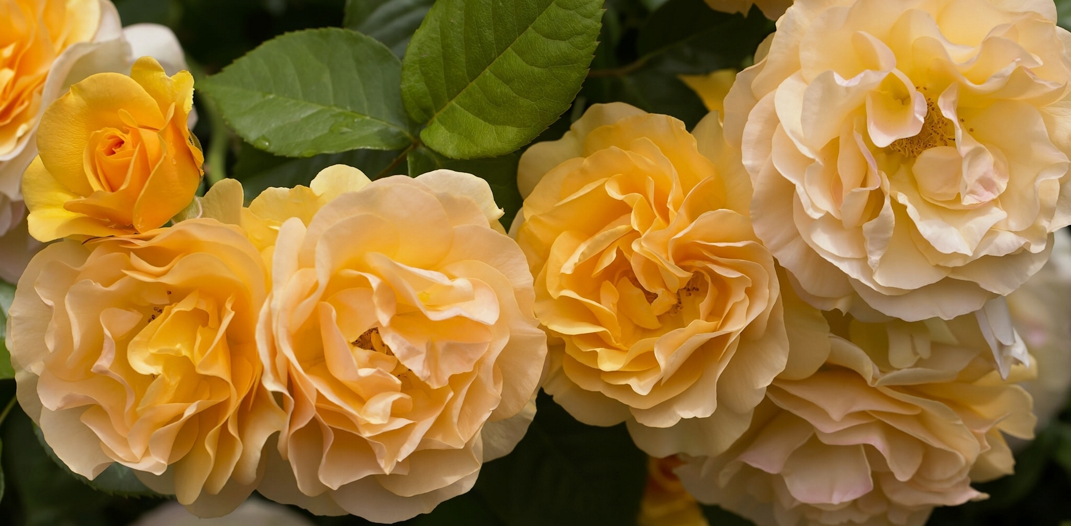 Laden Sie das Blumen, Blume, Rose, Gelbe Blume, Erde/natur-Bild kostenlos auf Ihren PC-Desktop herunter