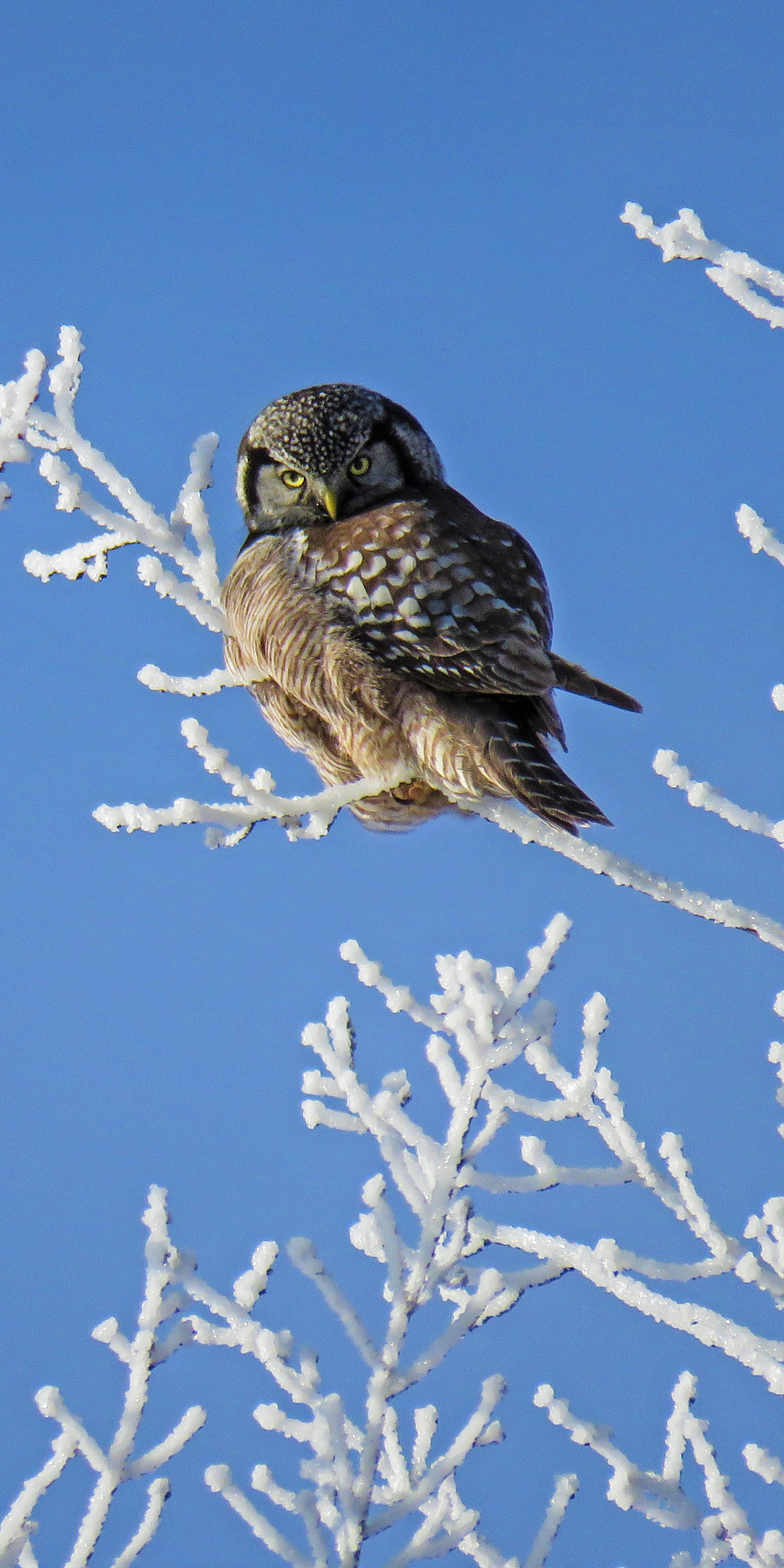 Descarga gratuita de fondo de pantalla para móvil de Animales, Invierno, Búho, Nieve, Pájaro, Aves, Ave.