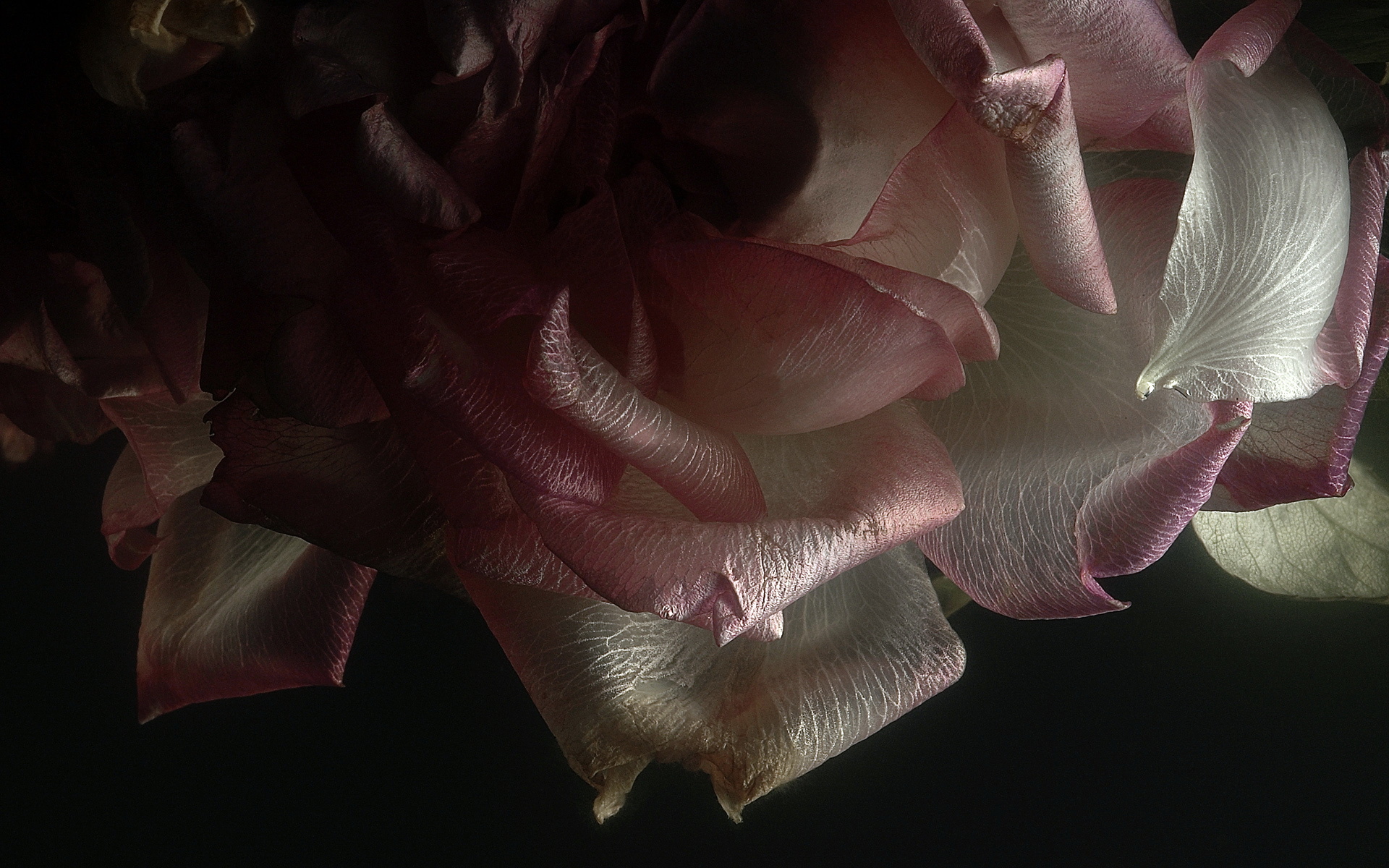 Laden Sie das Roses, Pflanzen, Hintergrund-Bild kostenlos auf Ihren PC-Desktop herunter