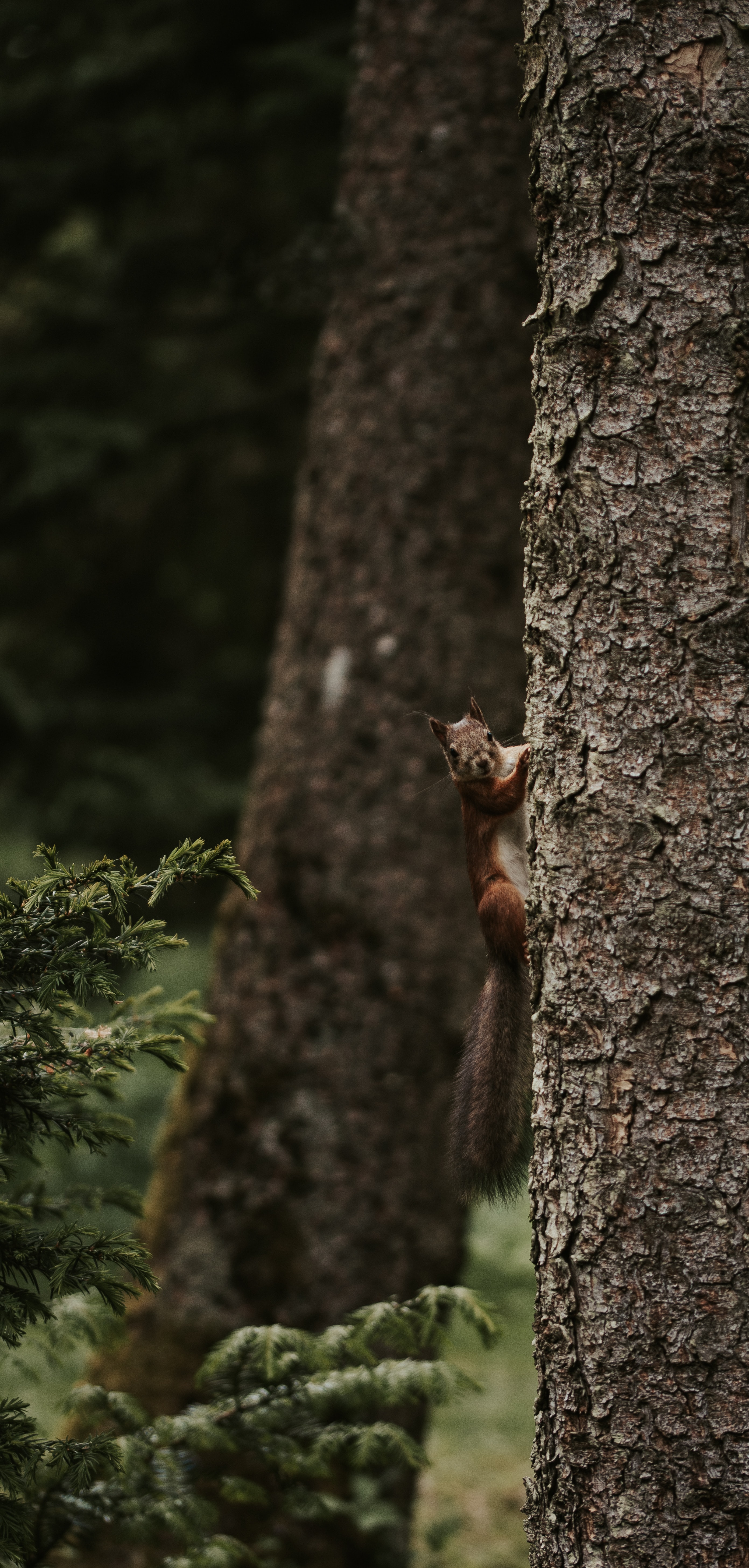 Free download wallpaper Wood, Tree, Rodent, Animals, Squirrel, Funny on your PC desktop