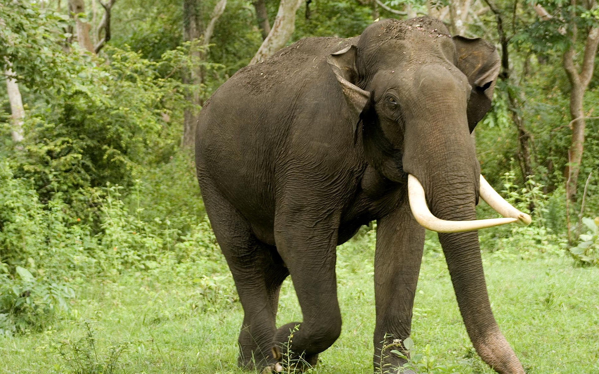301882 descargar imagen animales, elefante asiático, elefantes: fondos de pantalla y protectores de pantalla gratis