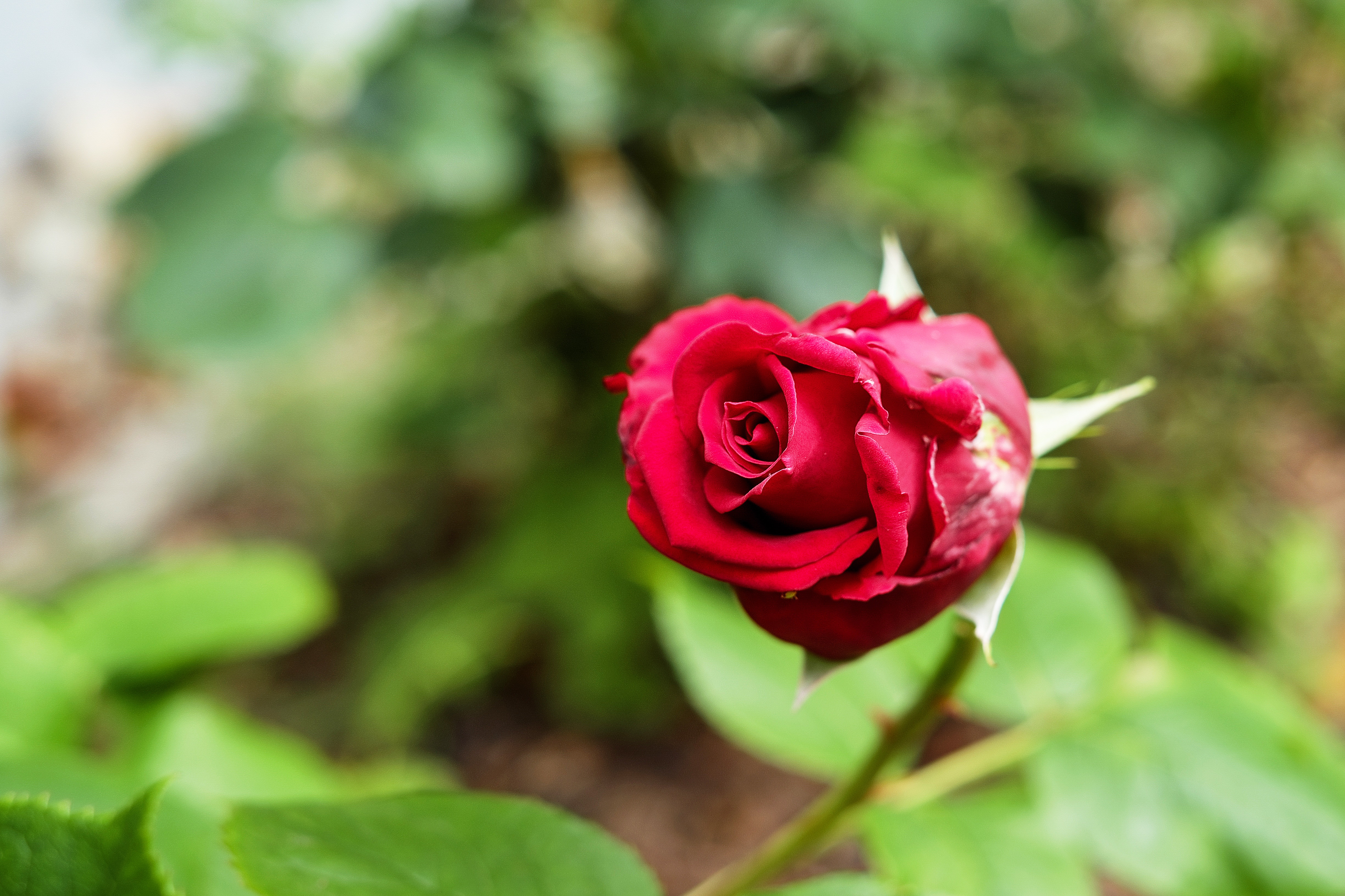Скачати мобільні шпалери Природа, Квітка, Роза, Земля, Боке, Червона Троянда, Червона Квітка, Флауерзи безкоштовно.