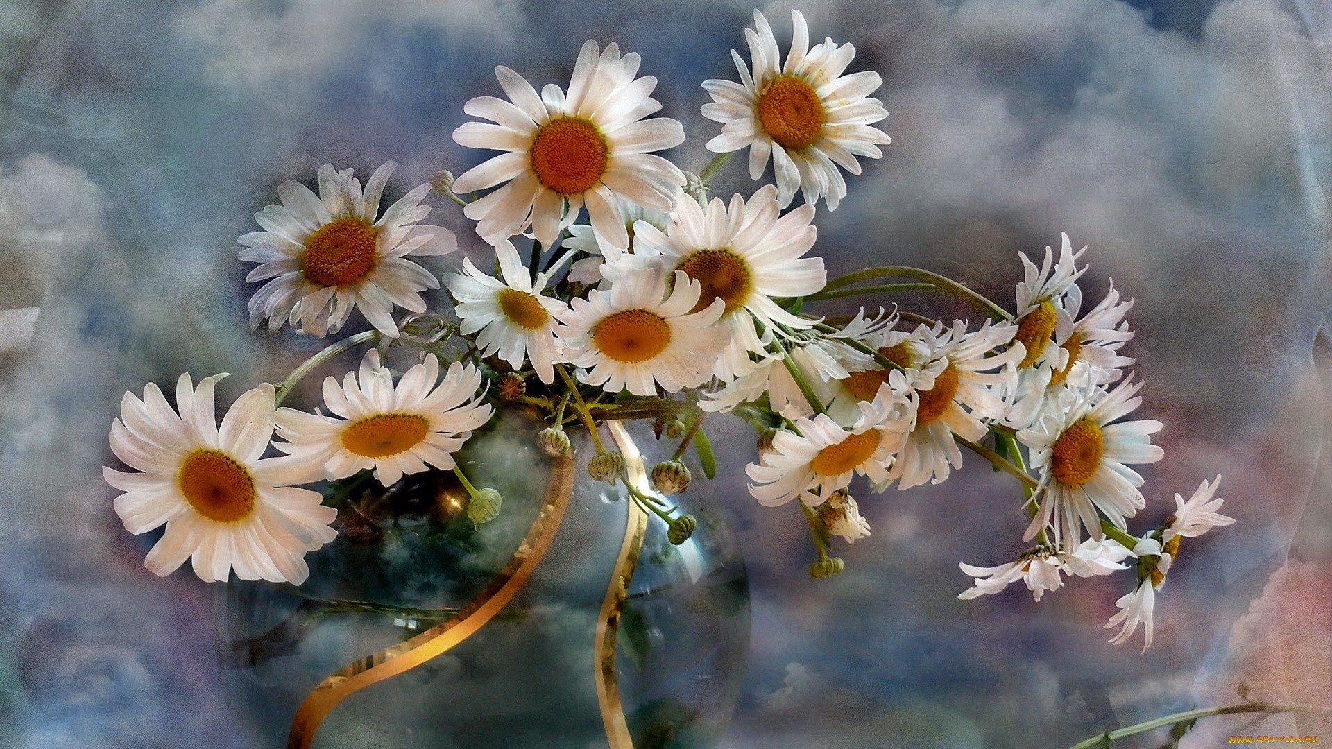 Free download wallpaper Plants, Flowers, Background, Camomile on your PC desktop