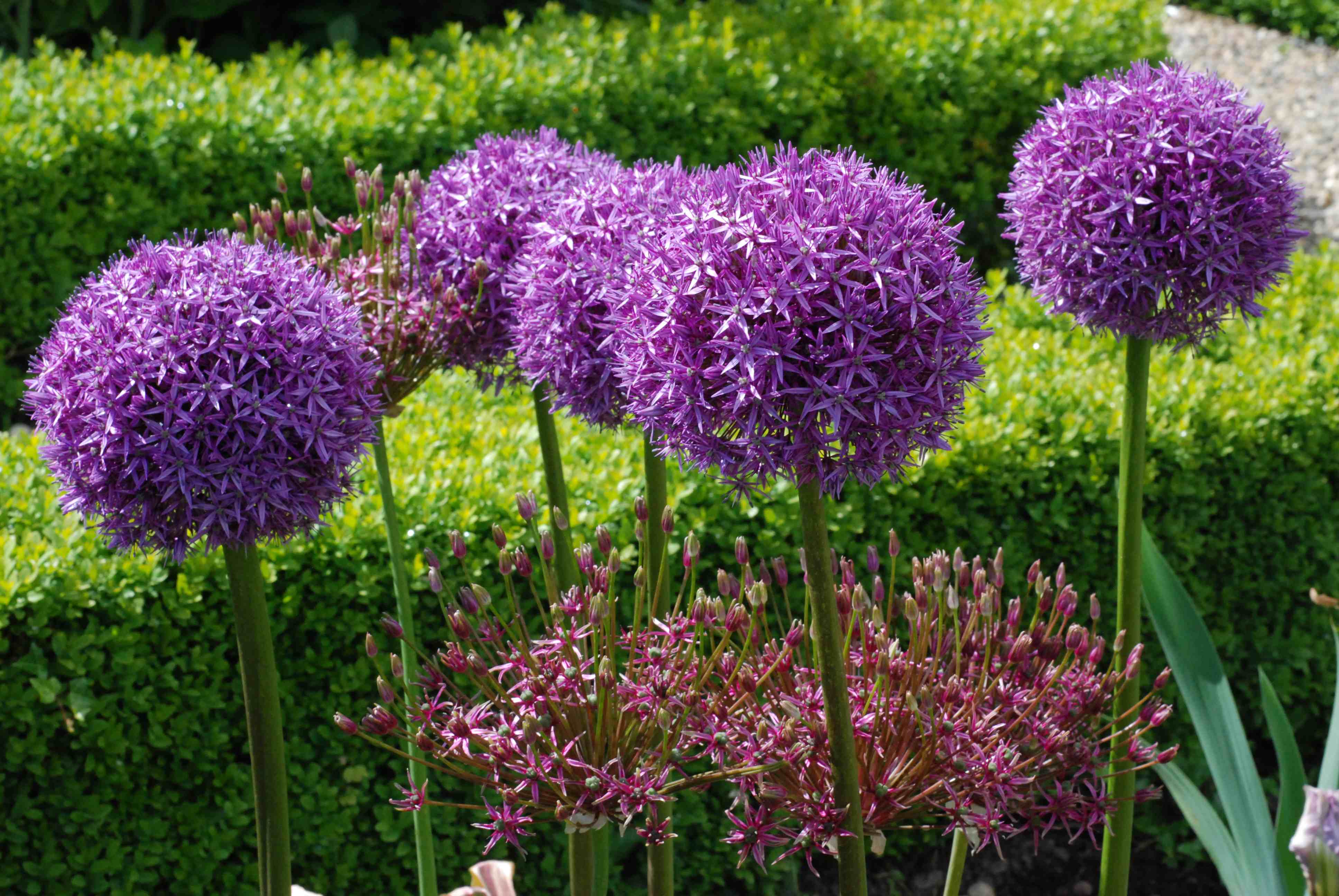 Free download wallpaper Nature, Flower, Close Up, Earth, Allium, Purple Flower on your PC desktop