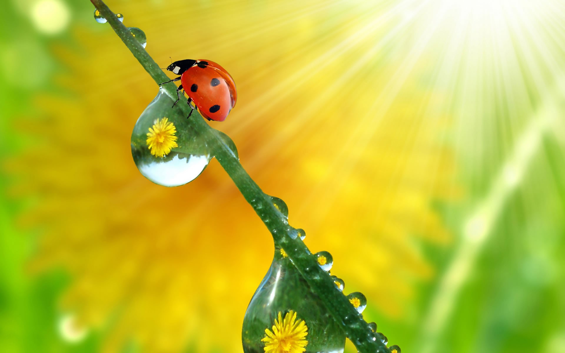 insects, ladybugs, yellow