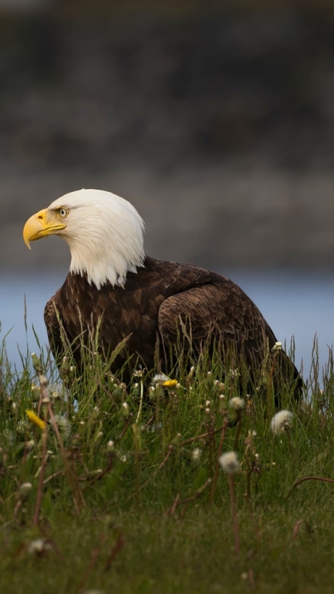 Handy-Wallpaper Tiere, Vögel, Adler, Weißkopfseeadler, Raubvogel kostenlos herunterladen.