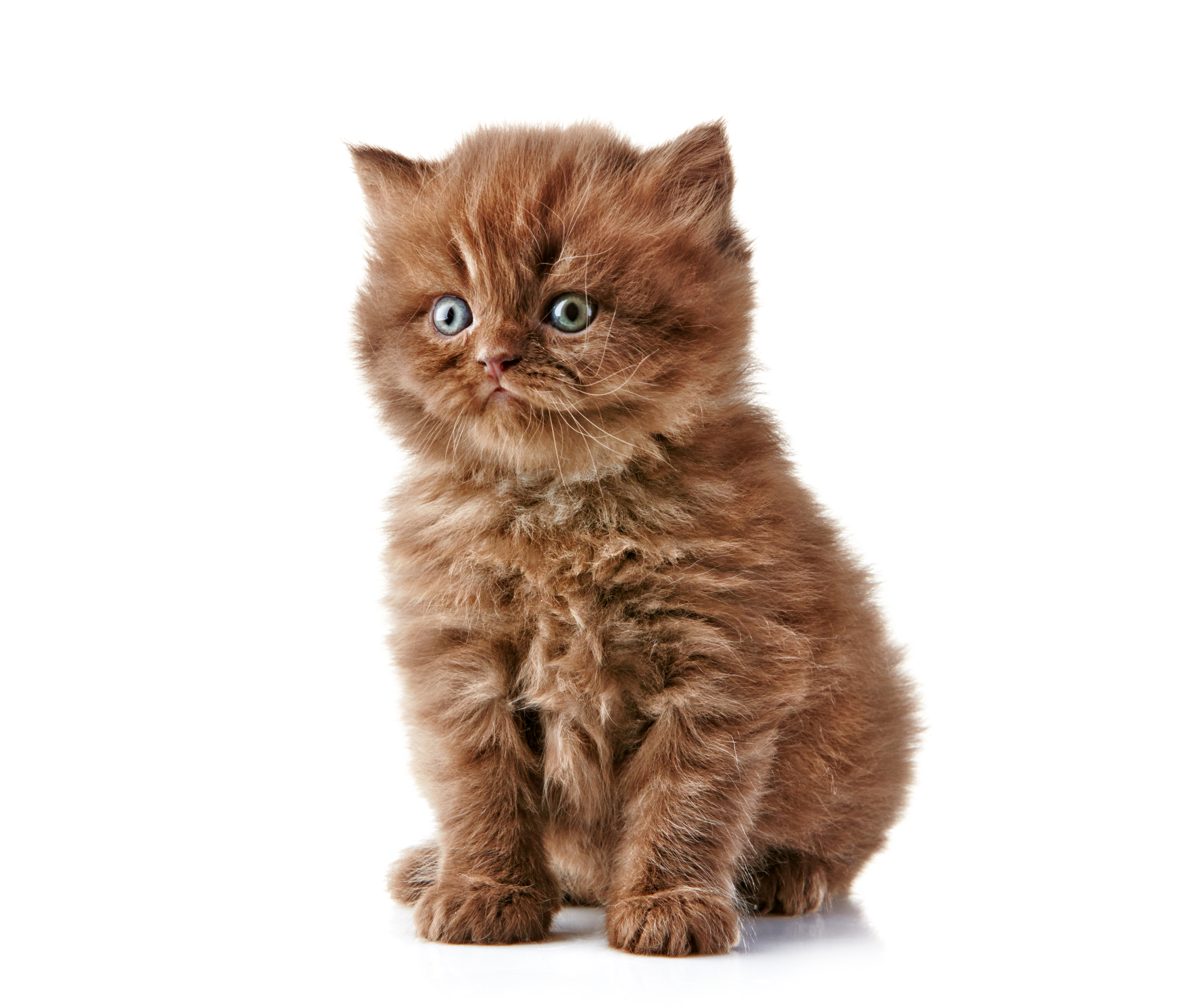 Download mobile wallpaper Cats, Cat, Fluffy, Kitten, Animal for free.