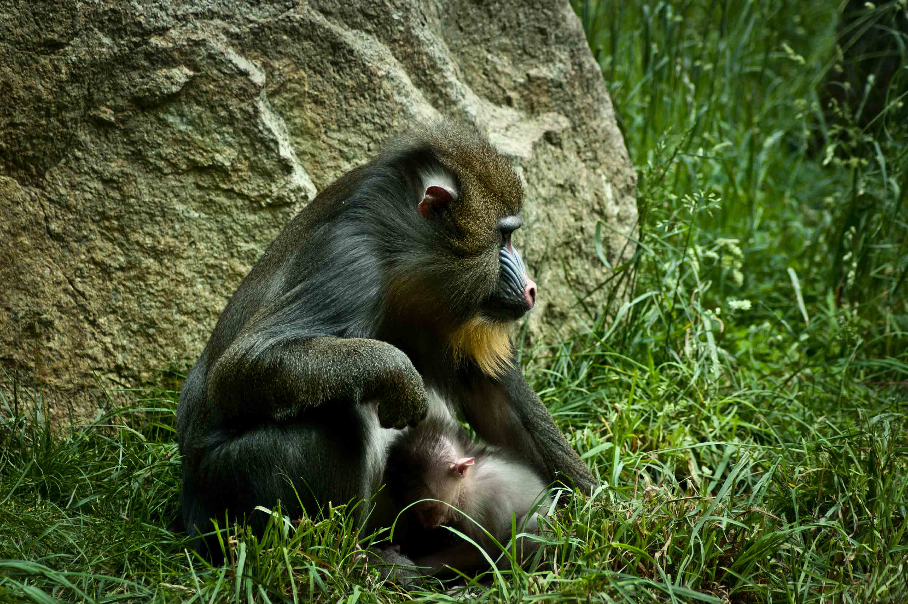 369257 скачать обои бабуин, животные, обезьяна, обезьяны - заставки и картинки бесплатно