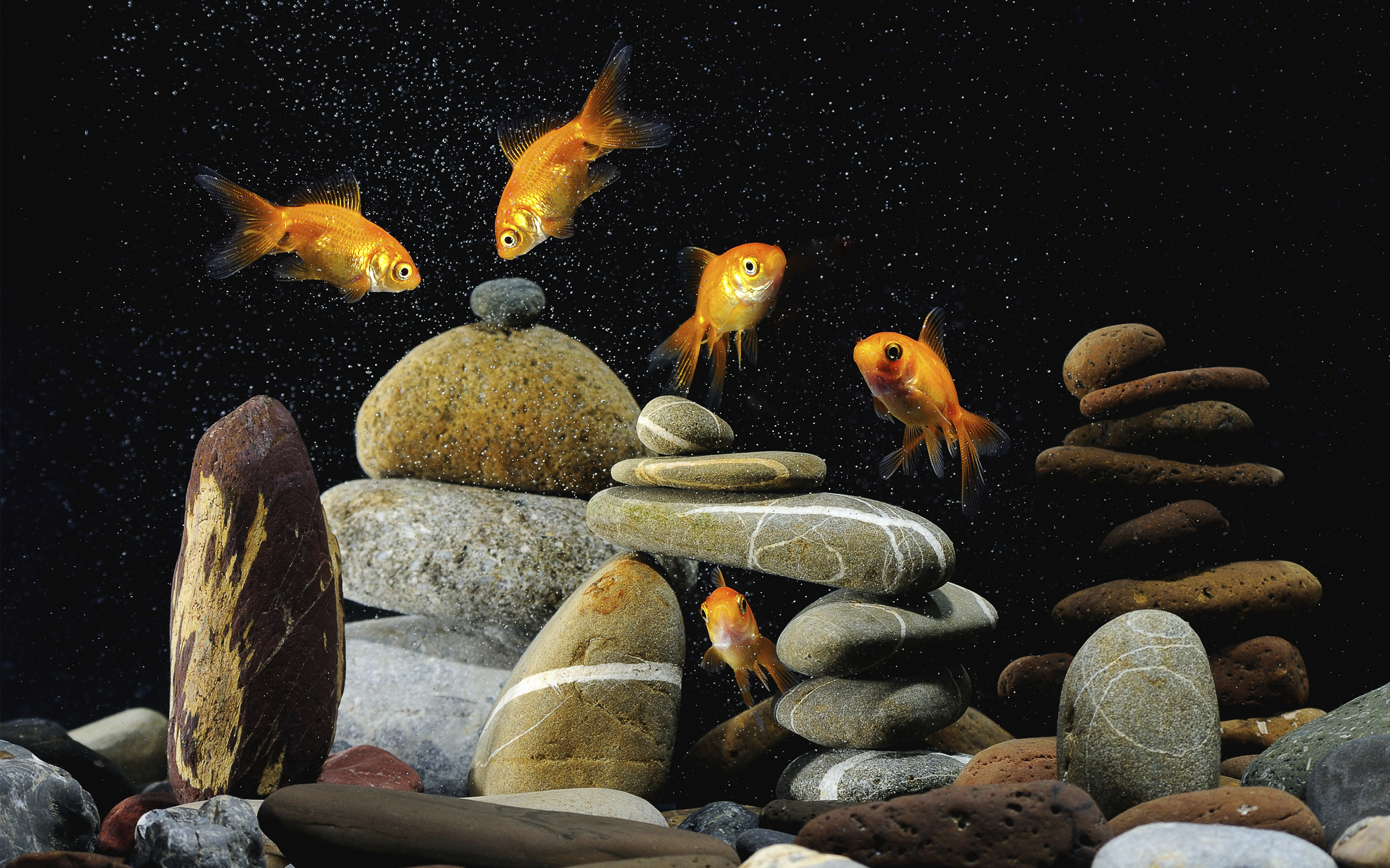 558160 Hintergrundbild herunterladen tiere, goldfische, fisch - Bildschirmschoner und Bilder kostenlos