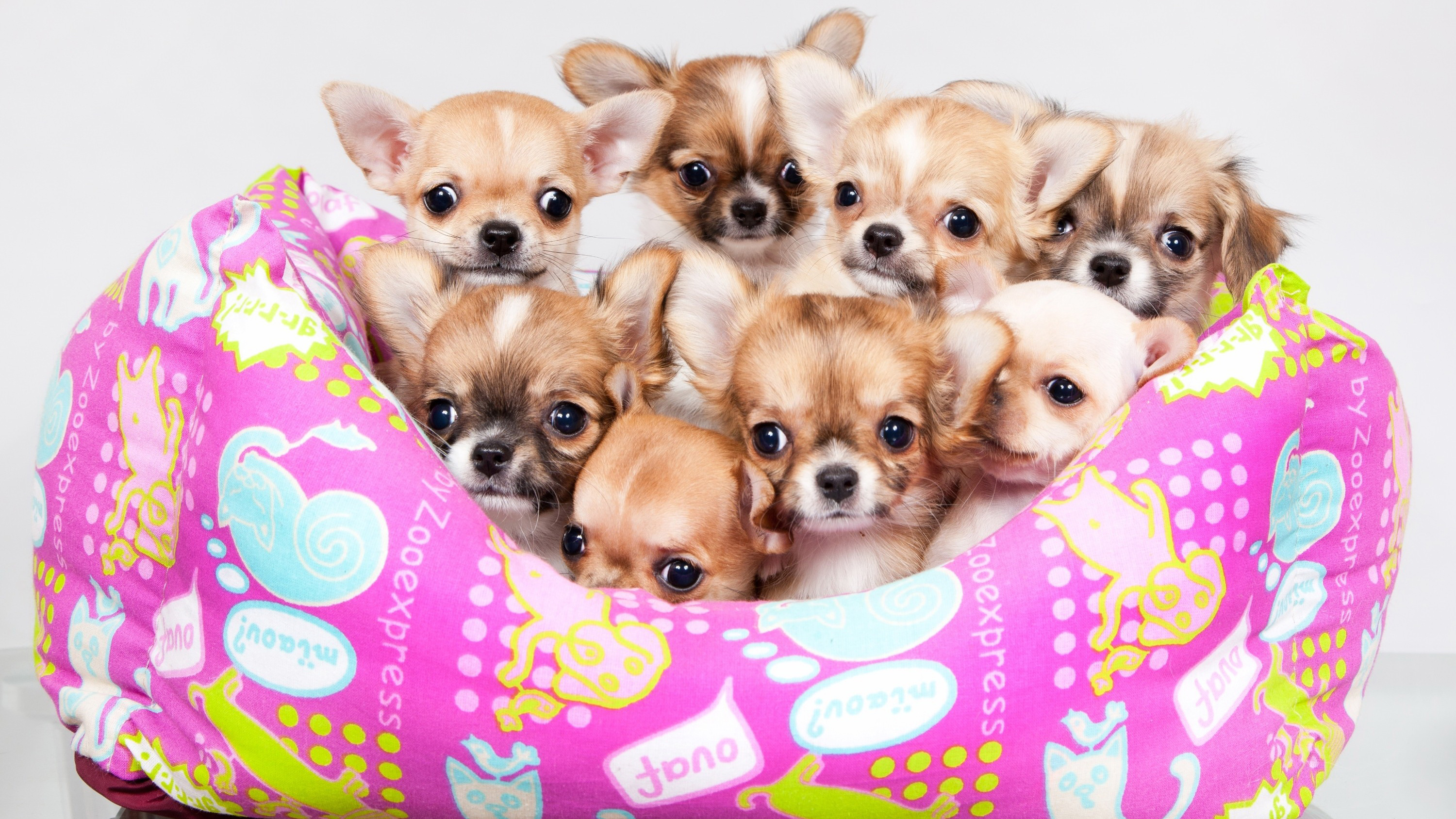 Laden Sie das Tiere, Hunde, Hund, Süß, Welpen, Chihuahua-Bild kostenlos auf Ihren PC-Desktop herunter