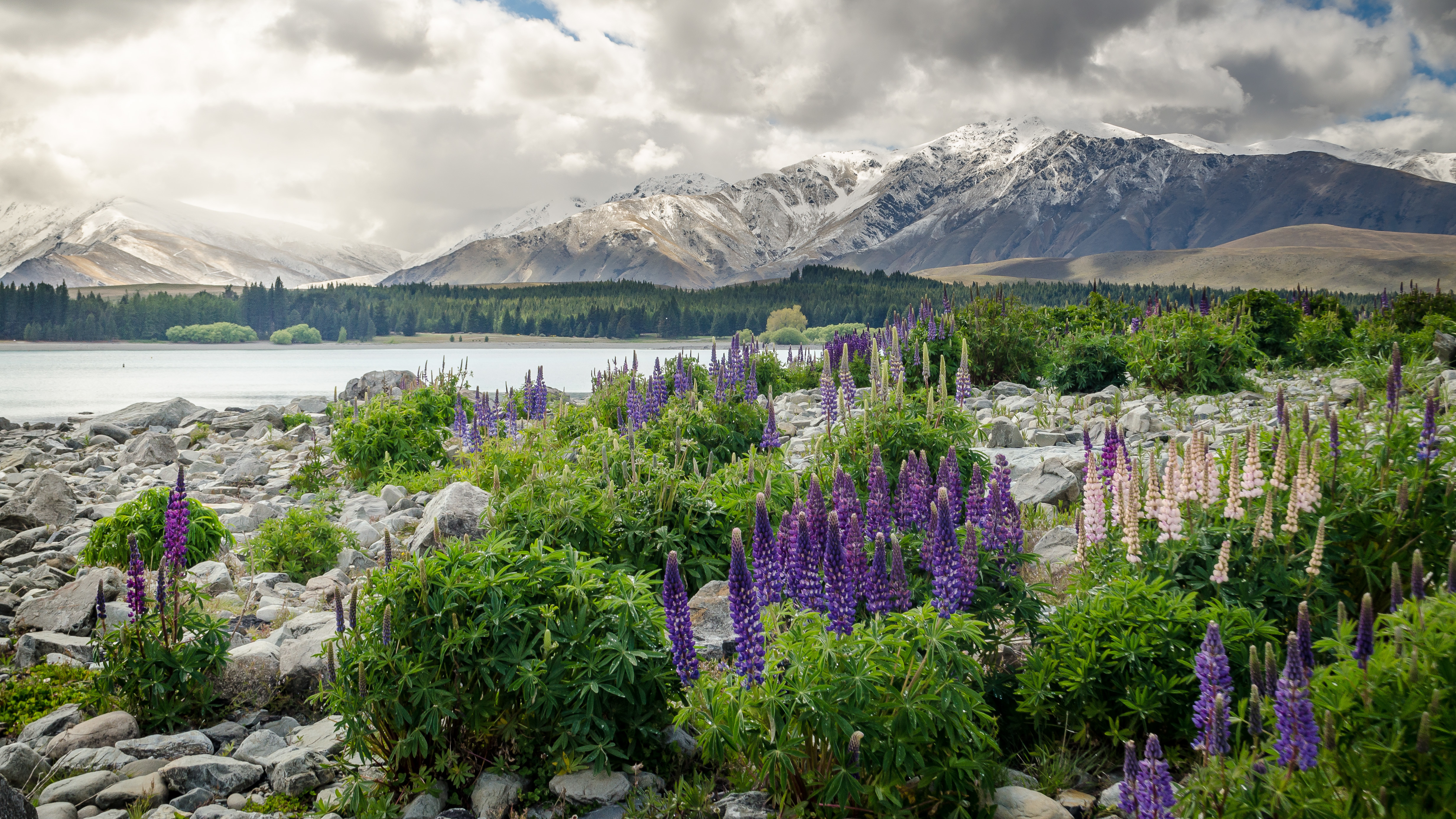 new zealand, flowers, nature, mountains, lake High Definition image