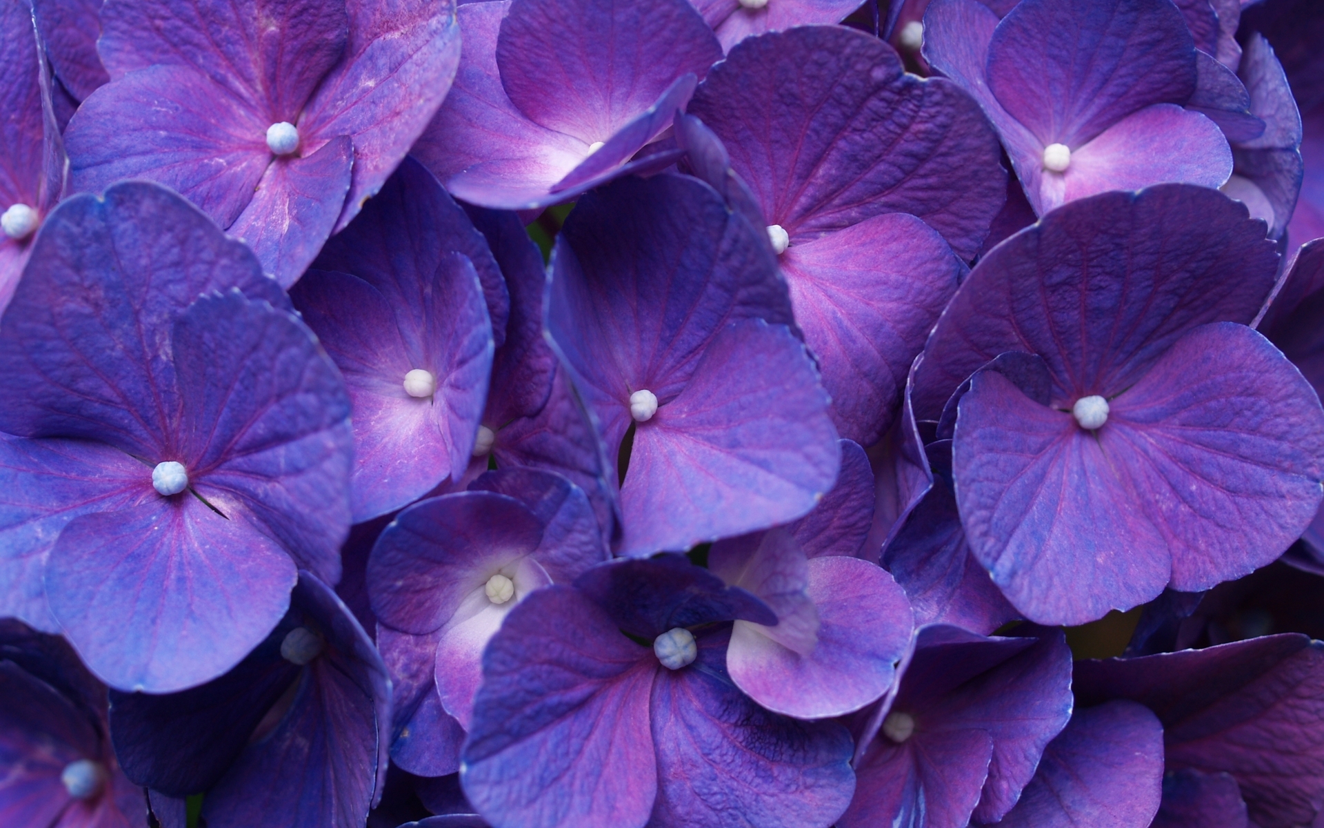 Free download wallpaper Flowers, Flower, Earth, Hydrangea on your PC desktop