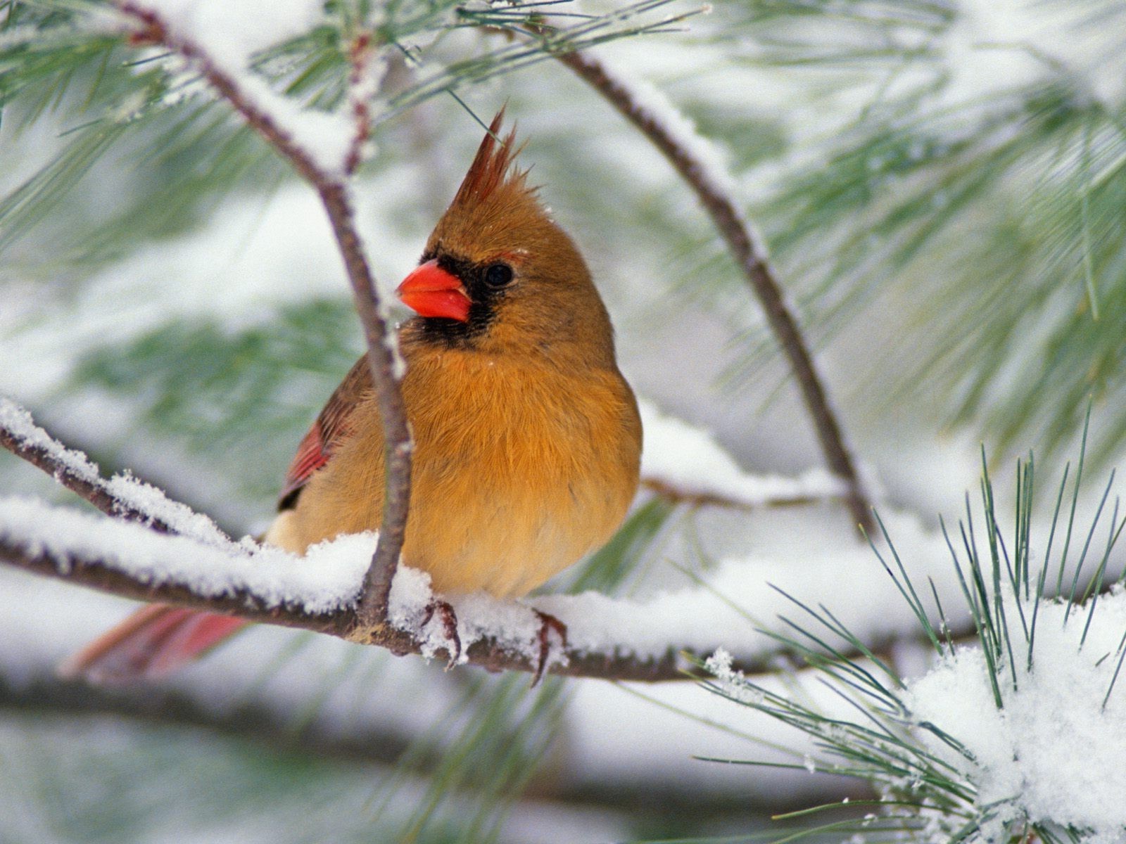 375757 descargar fondo de pantalla animales, cardenal, ave, rama, de cerca, pino, nieve, invierno, aves: protectores de pantalla e imágenes gratis