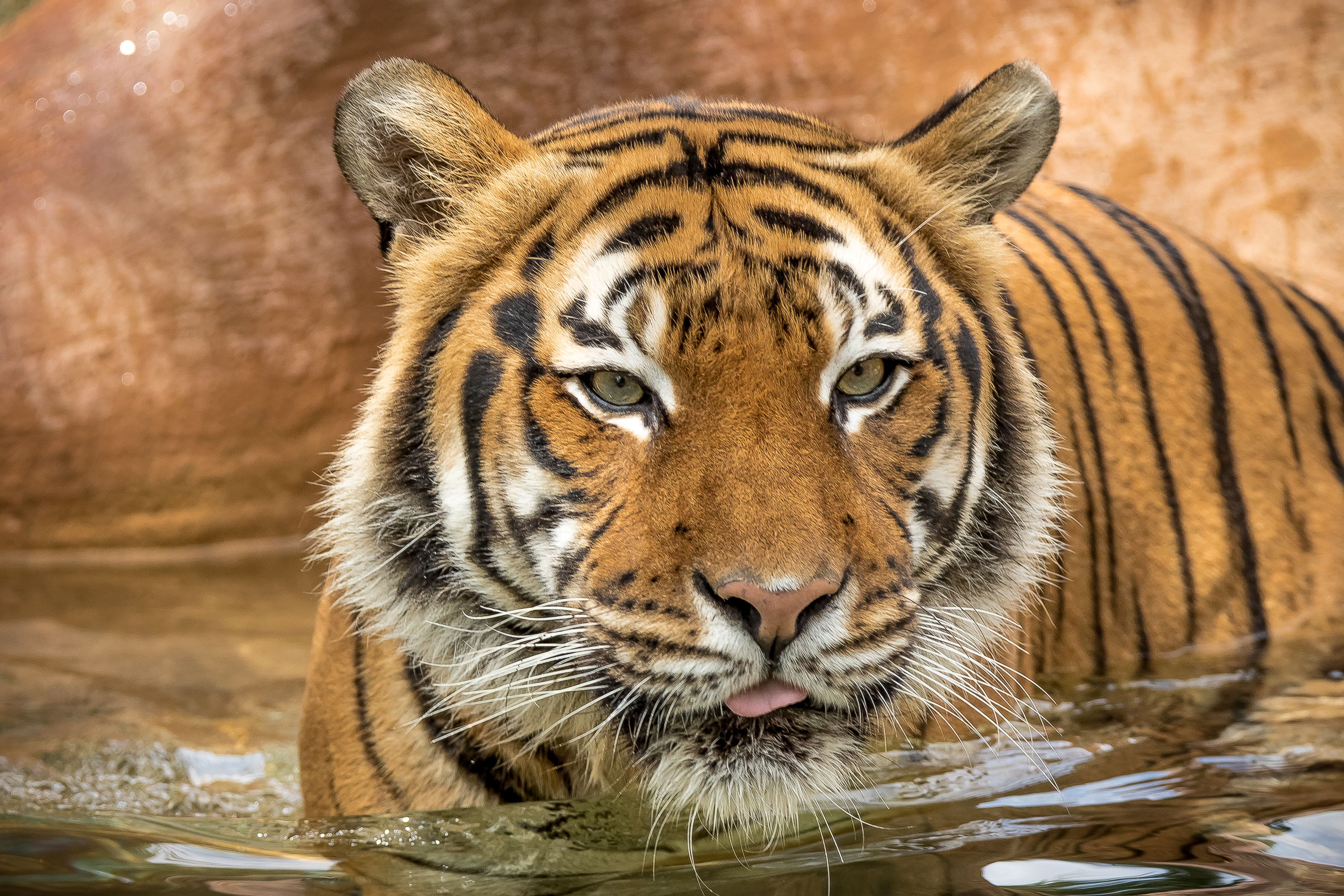 Téléchargez des papiers peints mobile Chats, Animaux, Tigre gratuitement.