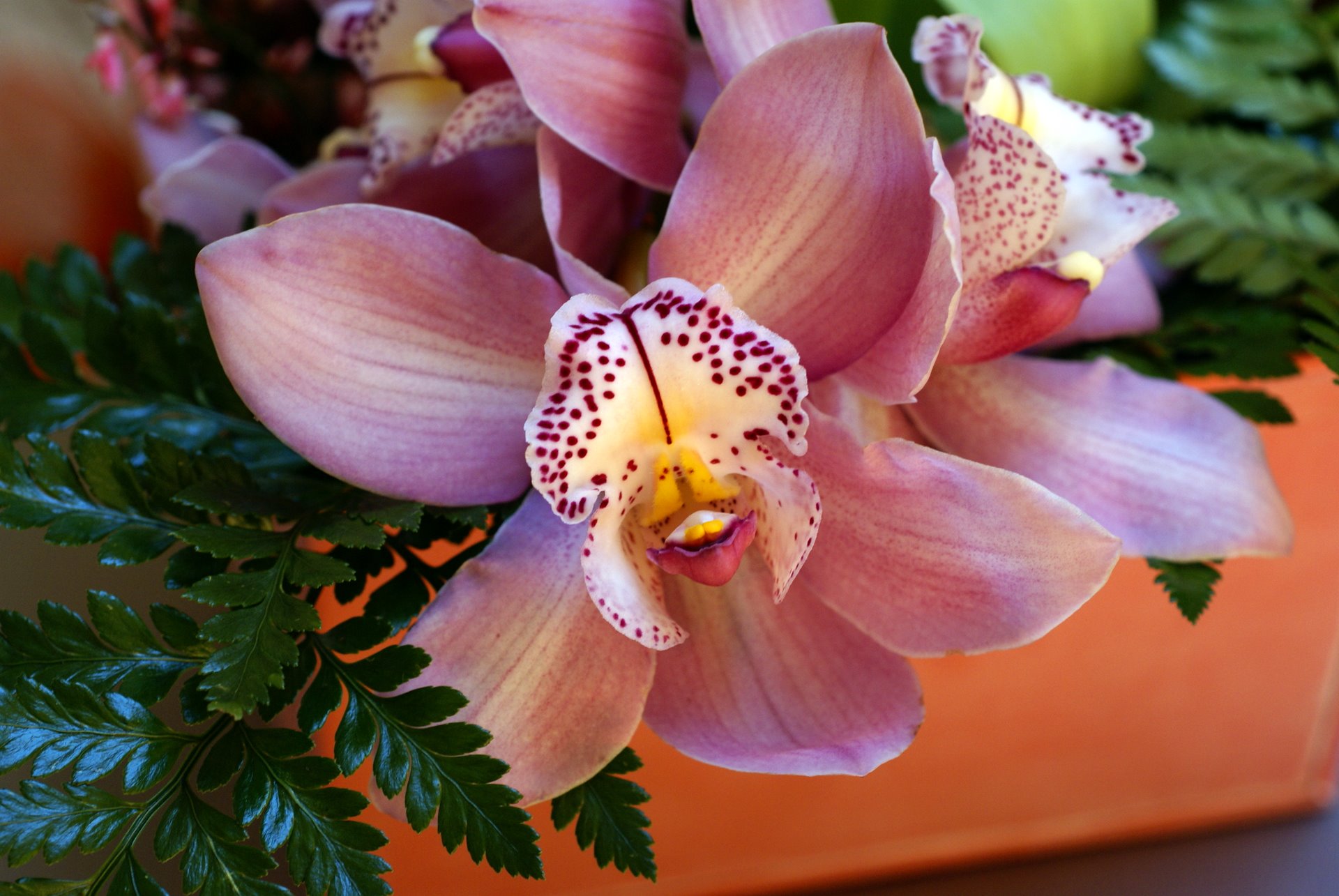 322535 Bild herunterladen erde/natur, orchidee, blume, blumen - Hintergrundbilder und Bildschirmschoner kostenlos