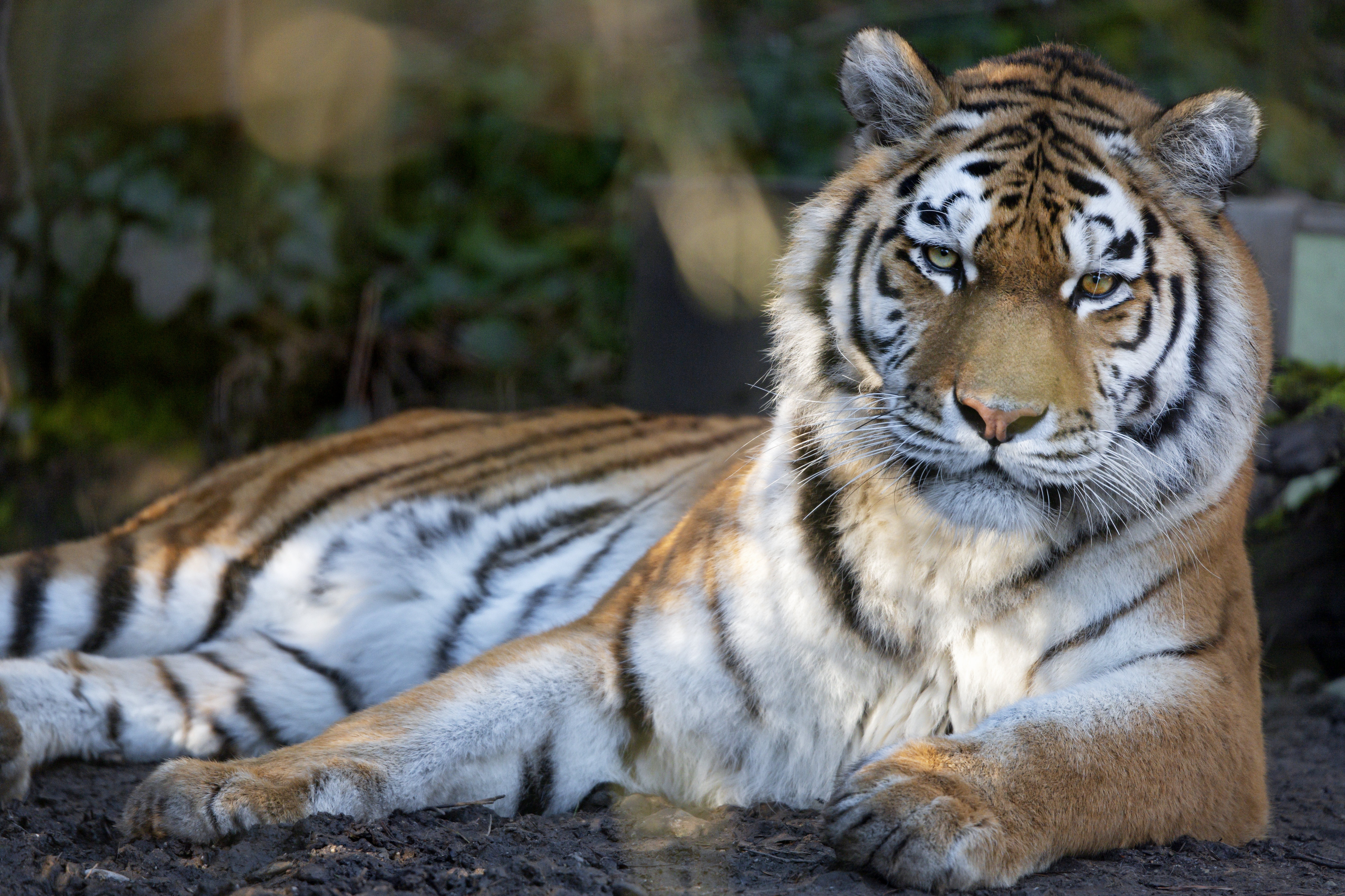 Baixe gratuitamente a imagem Animais, Gatos, Tigre na área de trabalho do seu PC