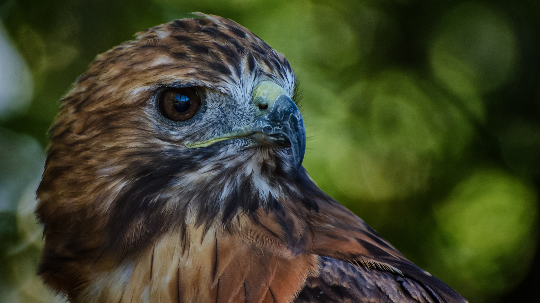 Free download wallpaper Birds, Bird, Falcon, Animal, Bird Of Prey on your PC desktop