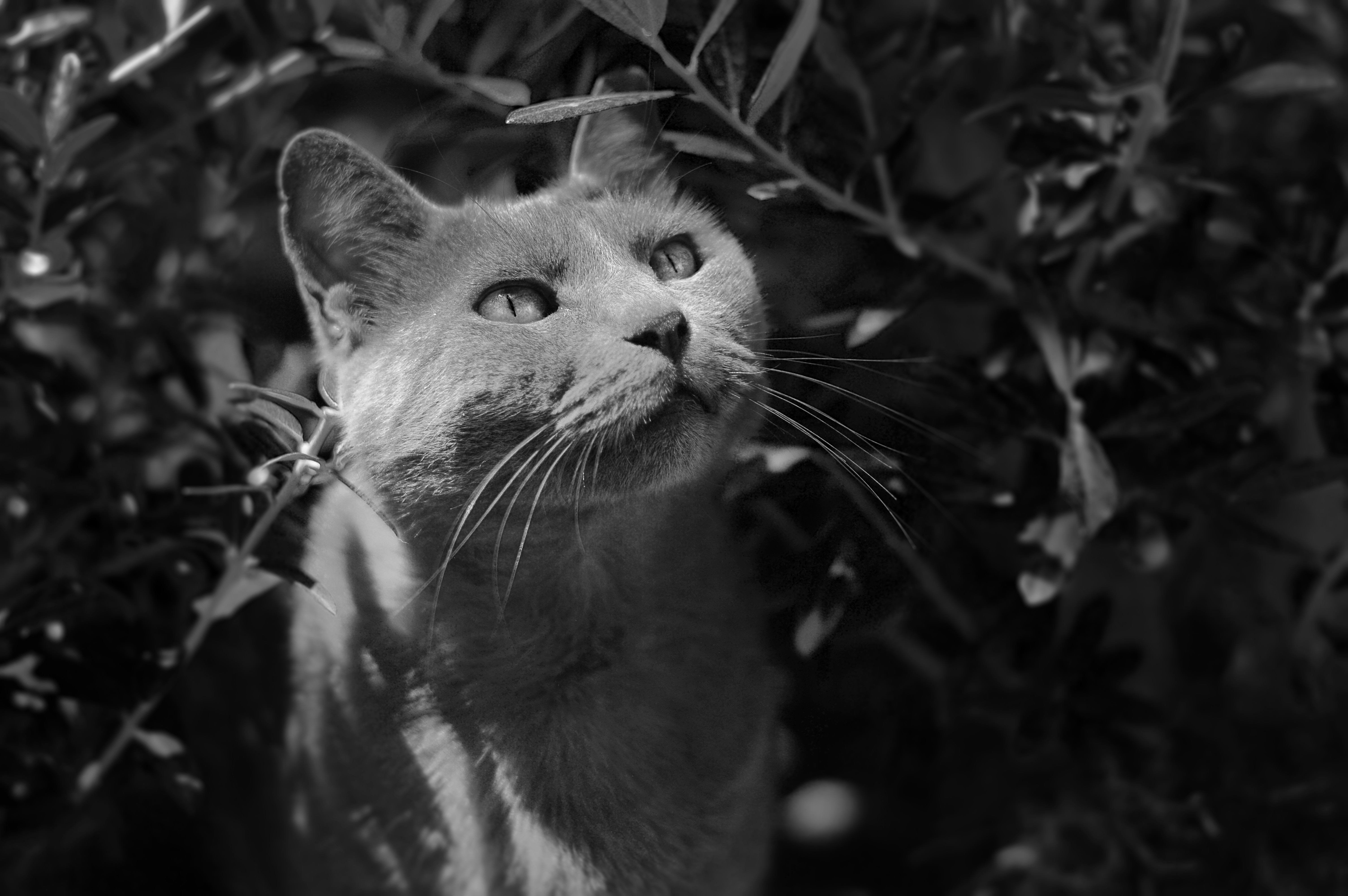 Free download wallpaper Muzzle, Bw, Animals, Grey, Chb, Cat on your PC desktop
