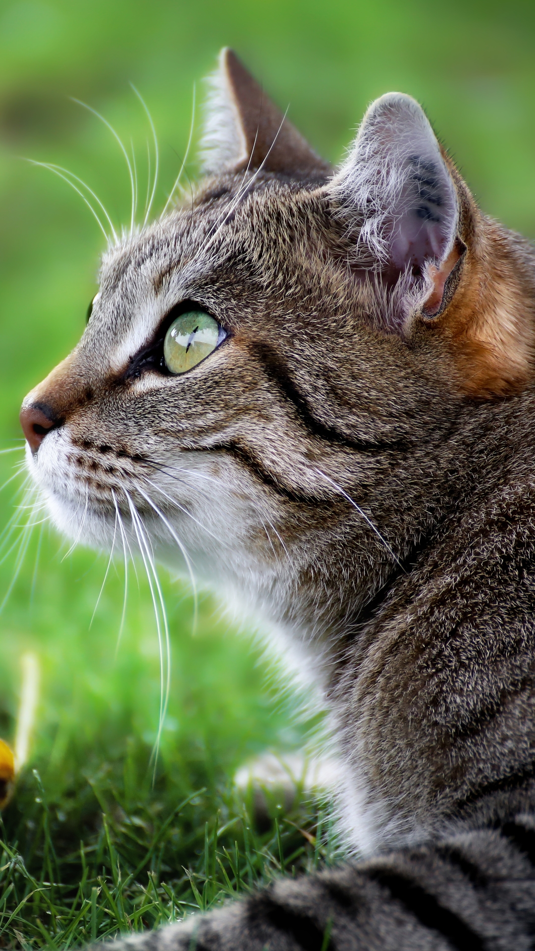 Handy-Wallpaper Tiere, Katzen, Katze kostenlos herunterladen.