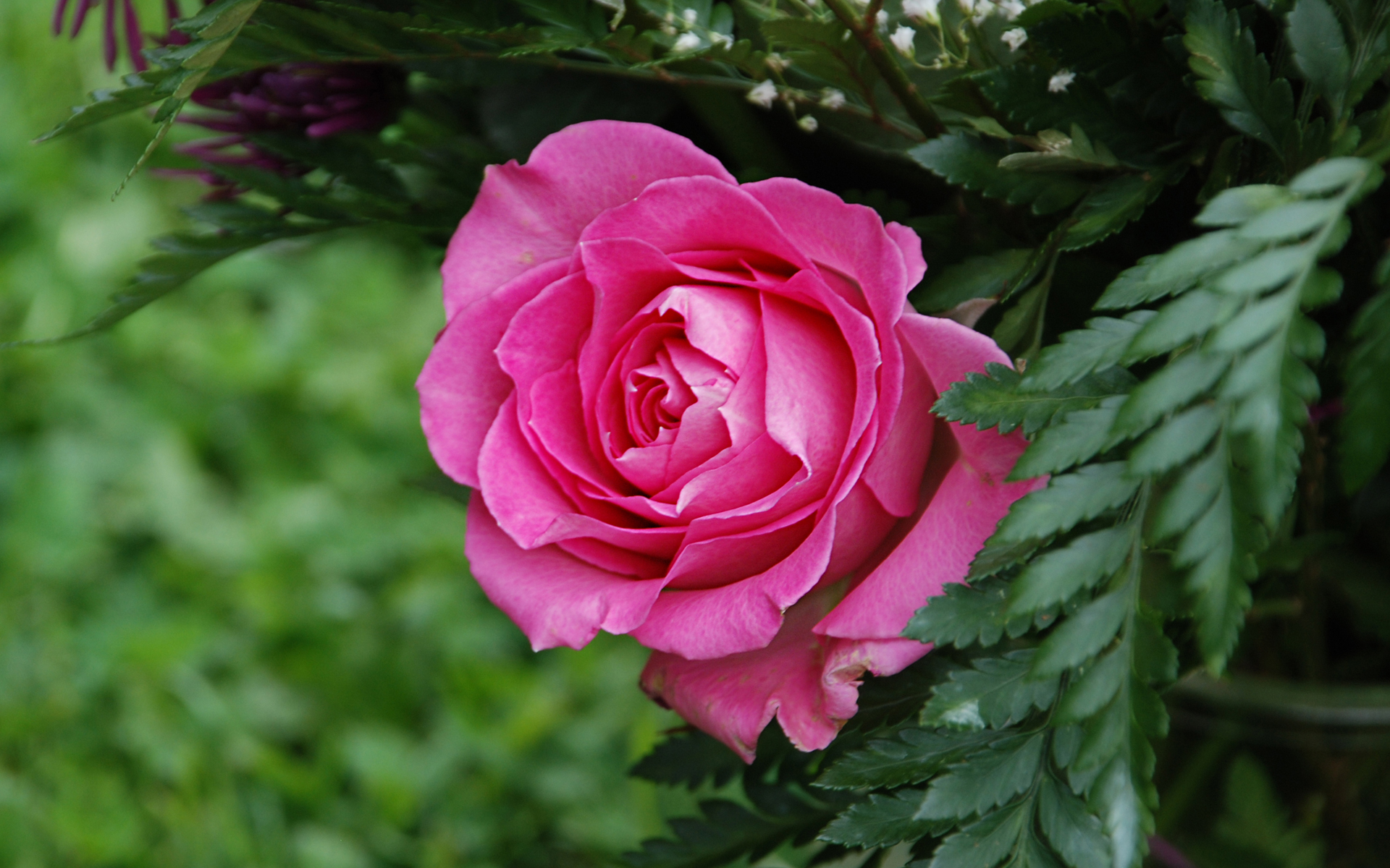 Baixe gratuitamente a imagem Flores, Flor, Rosa, Terra/natureza na área de trabalho do seu PC