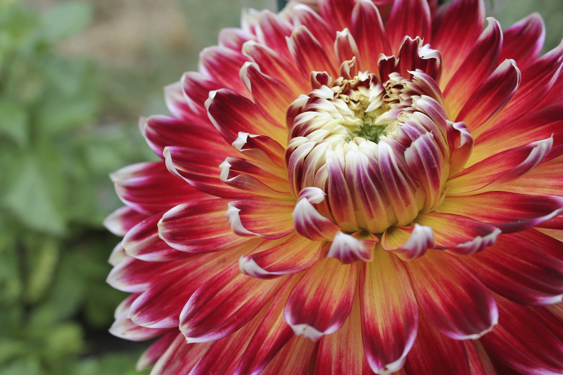 Free download wallpaper Flowers, Flower, Close Up, Earth, Dahlia on your PC desktop