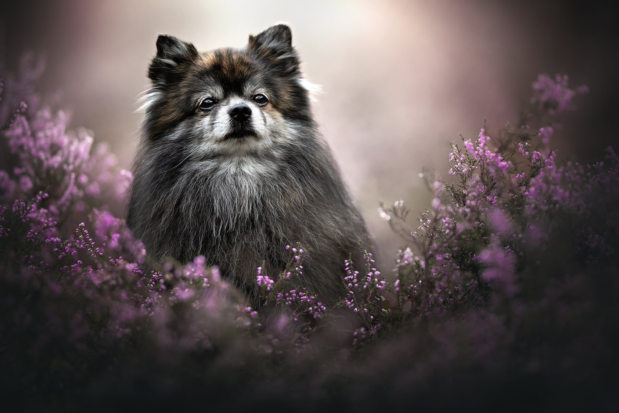 470495 descargar fondo de pantalla animales, perro, flor, brezo, perros: protectores de pantalla e imágenes gratis